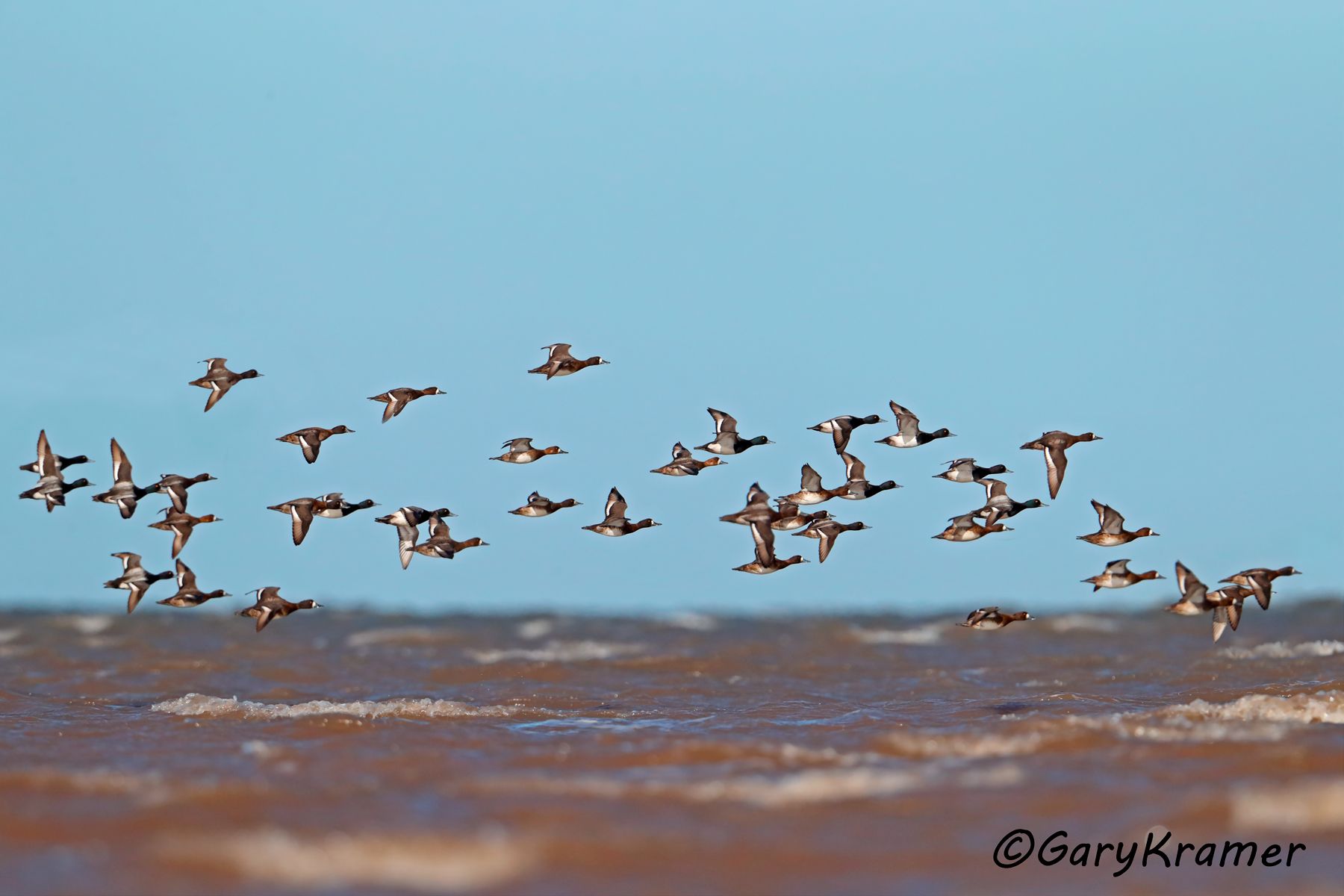 Lesser Scaup (Aythya affinis) - NBWSl#760d