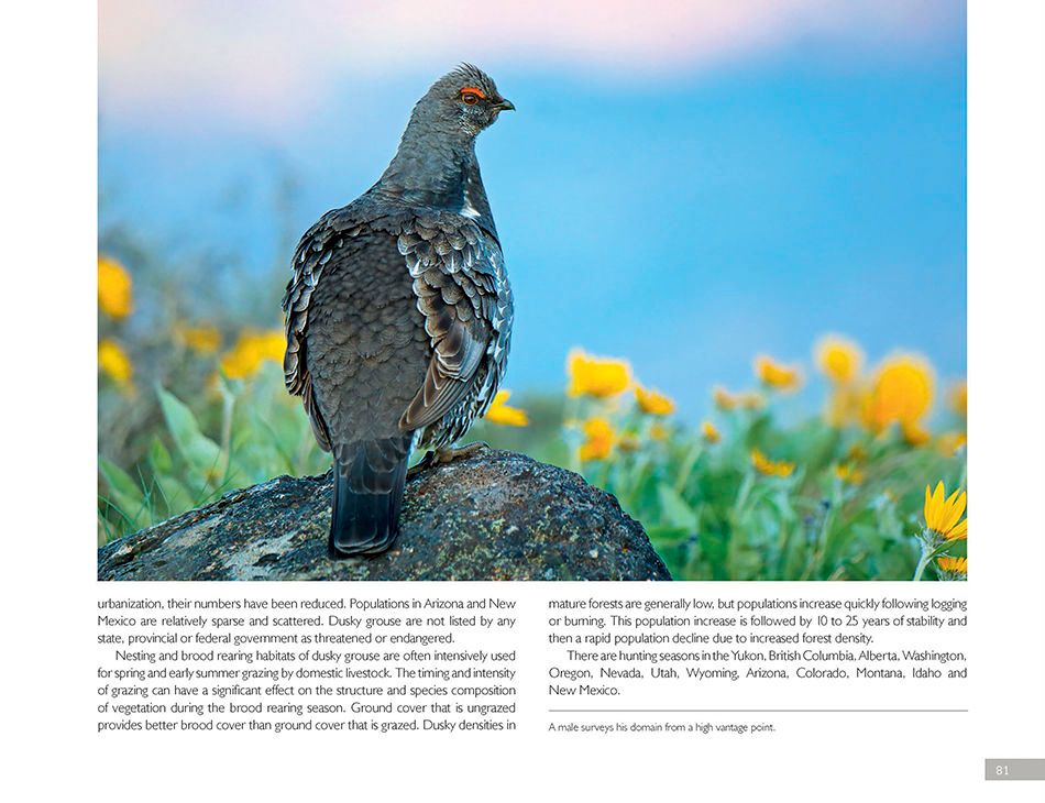 1r5_dusky_grouse_page_2bsm.jpg