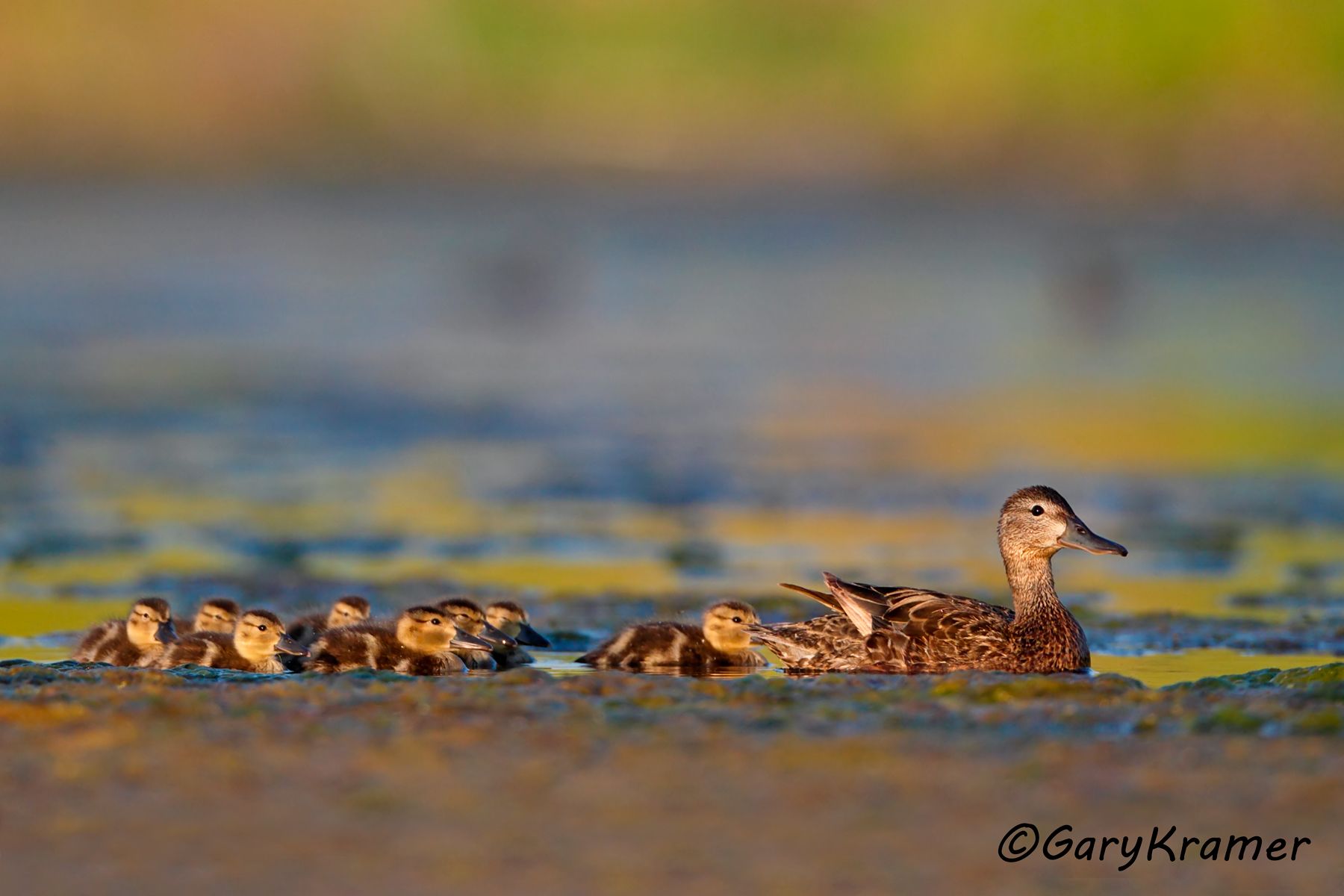 Cinnamon Teal (Spatula cyanoptera)  Cinnamon Teal (Spatula cyanoptera) - NBWTc#711d