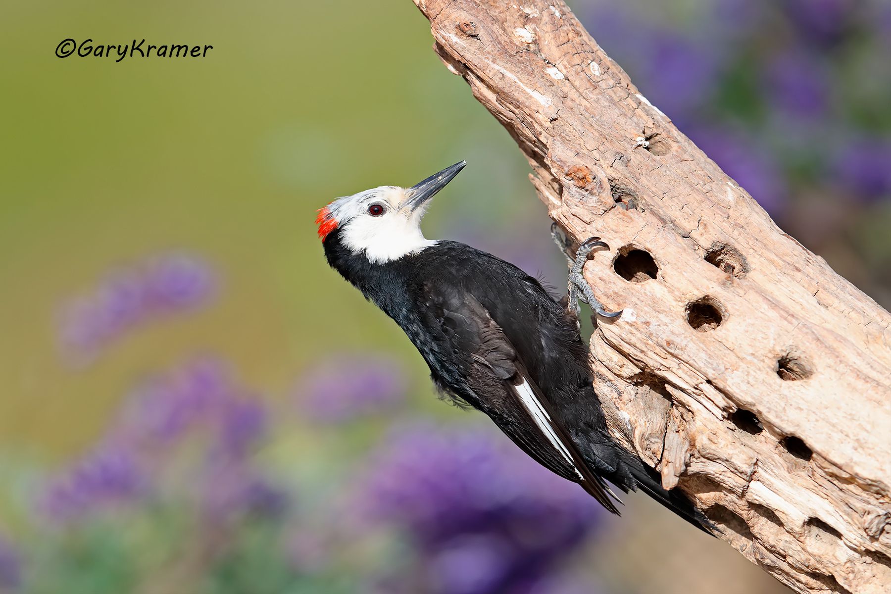 White-headed Woodpecker (Picoides albolarvatus) White-headed Woodpecker (Picoides albolarvatus) - NBTPPw#077d