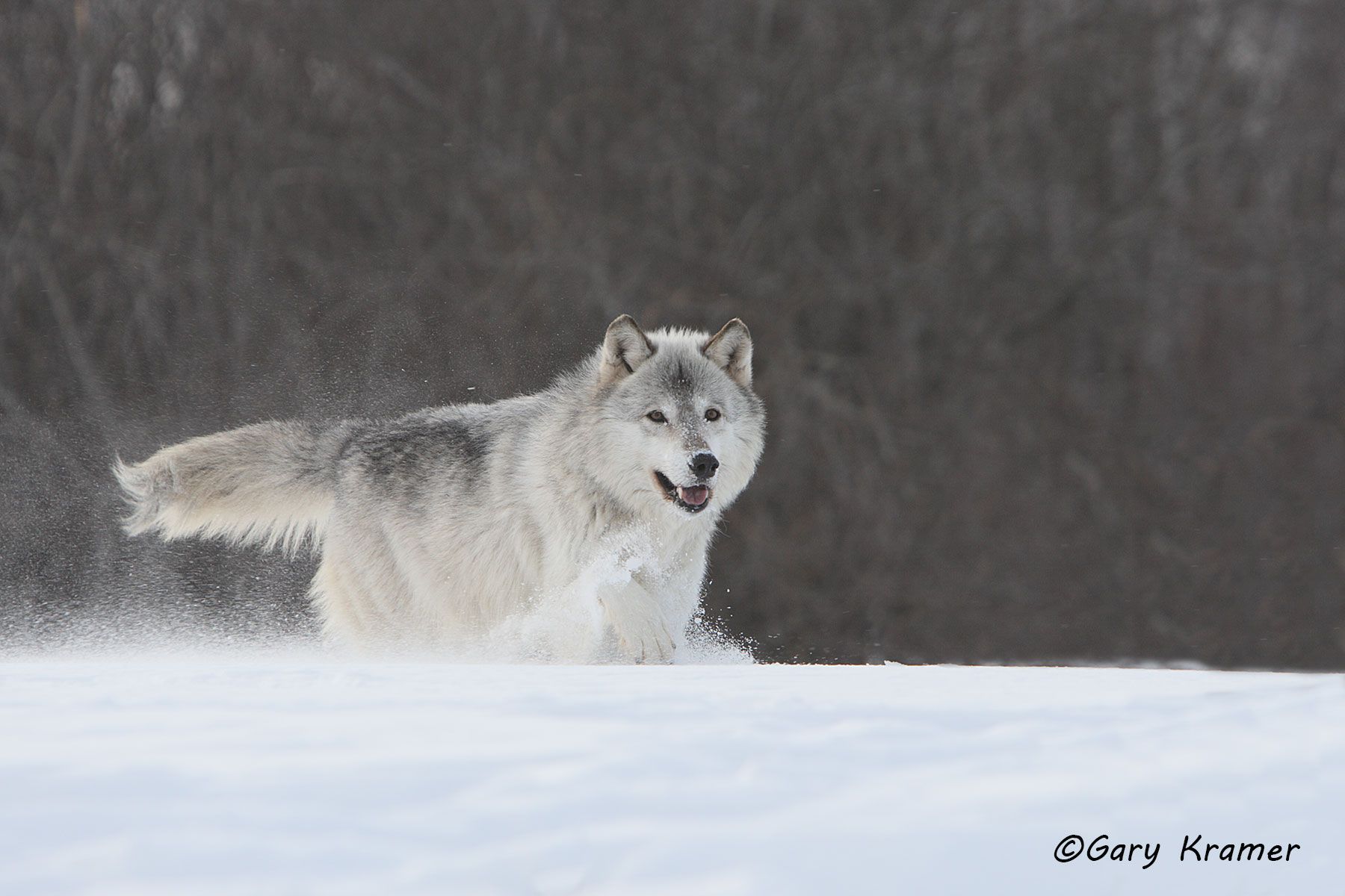 Gray Wolf (Canis lupus) - NMWg#1014d