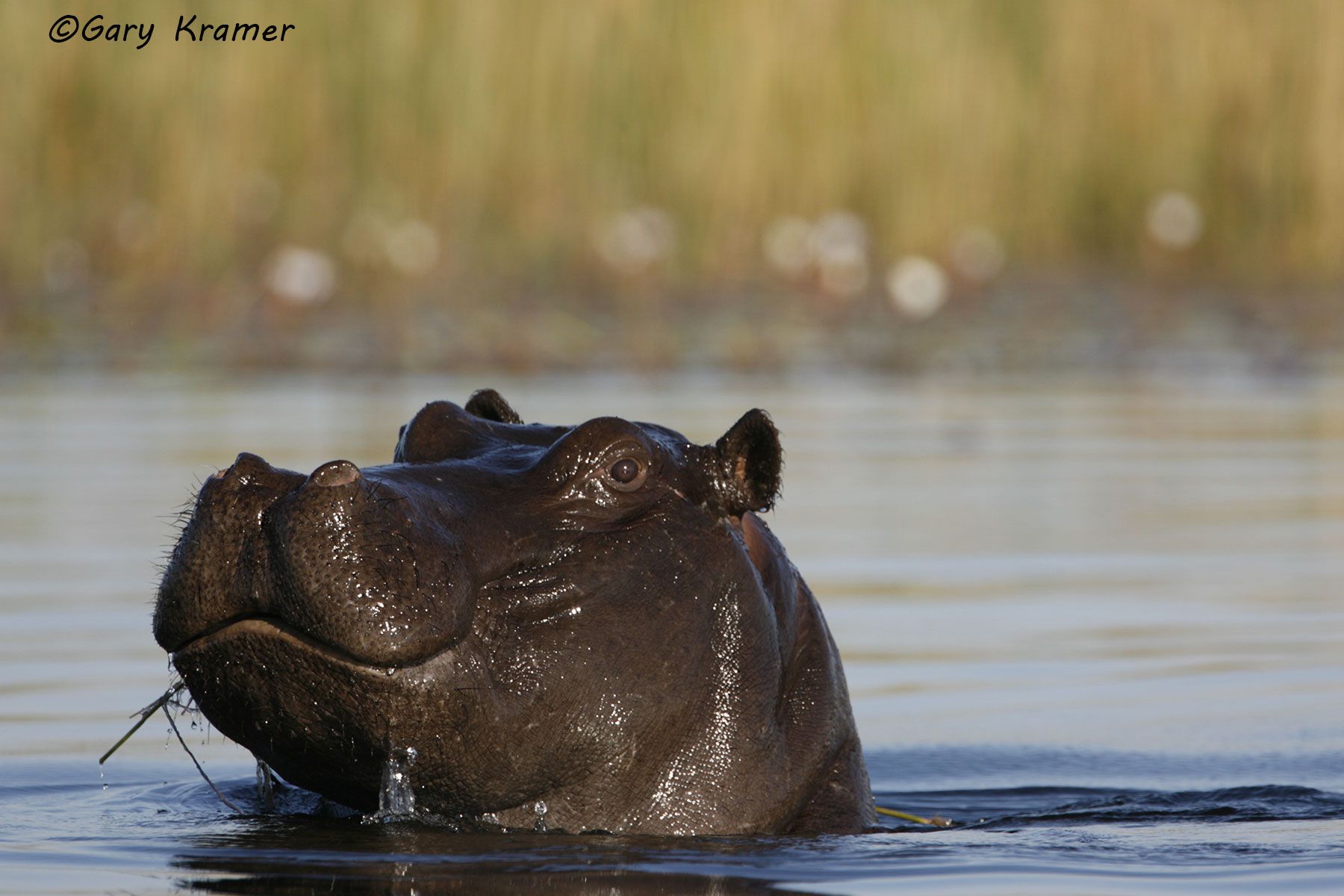 Hippopotamus (Hippopotamus amphibius) Hippopotamus (Hippopotamus amphibius) - AMH#056d