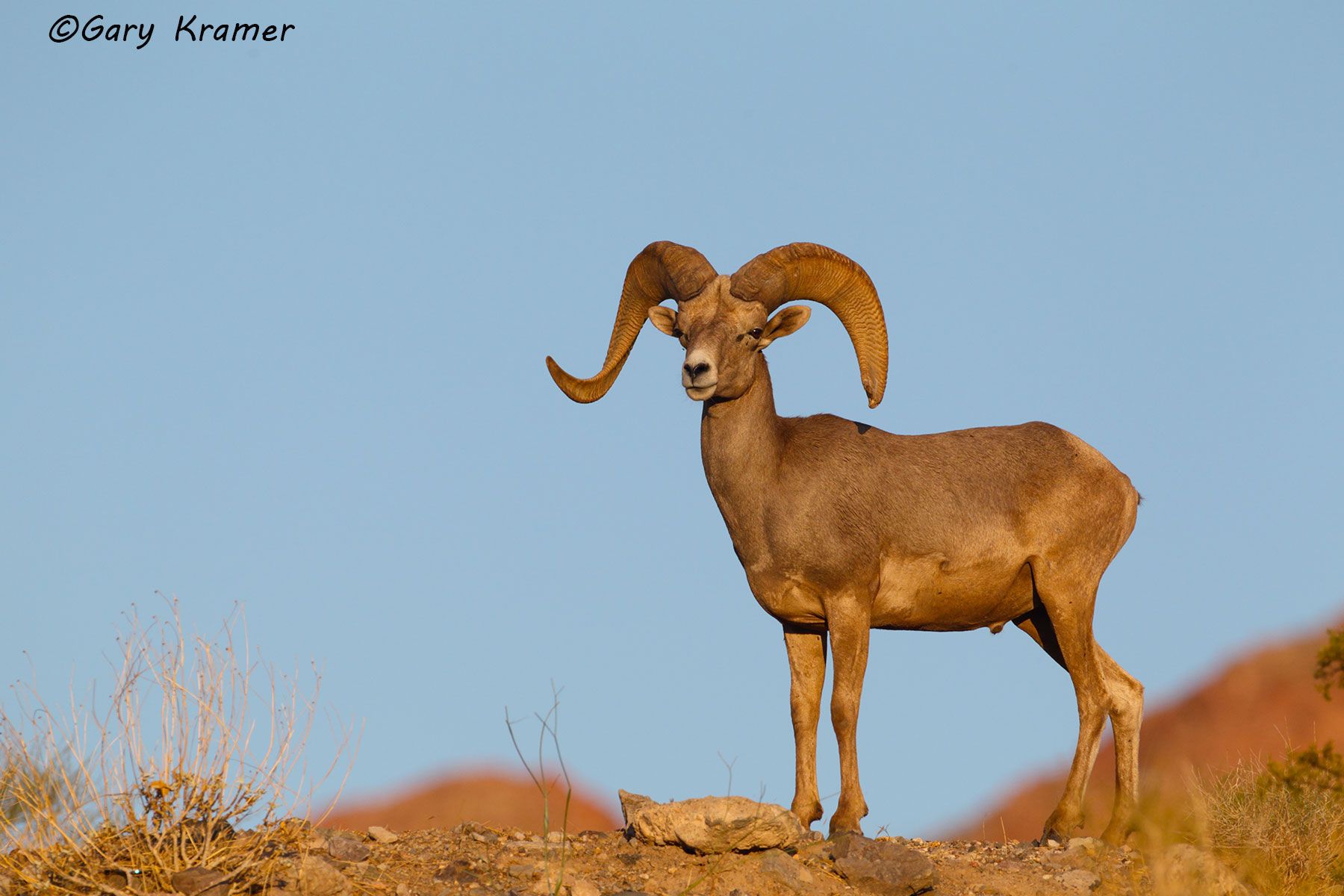 Desert Bighorn (Ovis canadensis nelsoni) by GaryKramer.net, 530-934-3873, gkramer@cwo.com Desert Bighorn (Ovis canadensis nelsoni) - NMBd#1088d