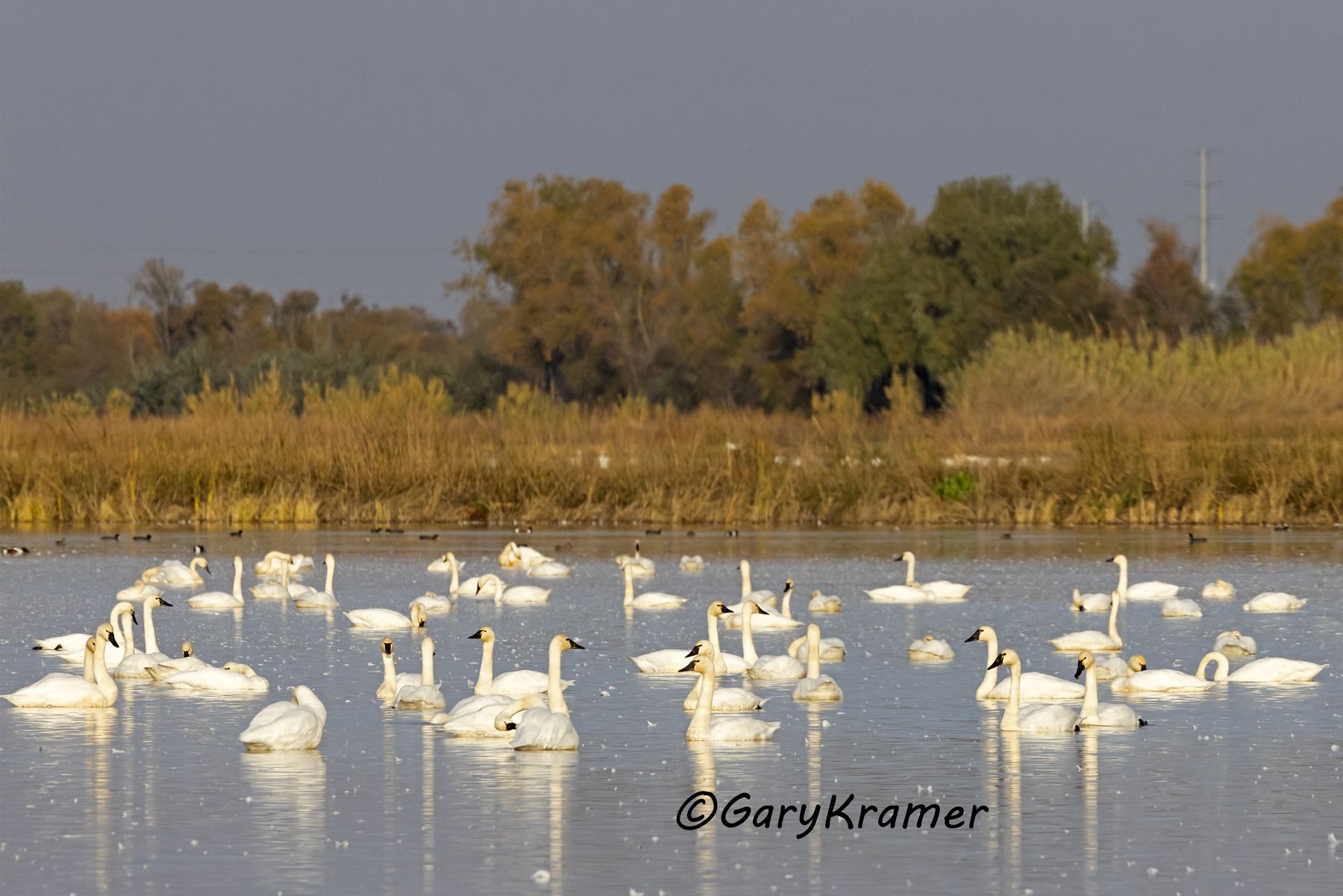 Trumpeter Swan (Cygnus buccinator)) - NBWSt#360d(2)