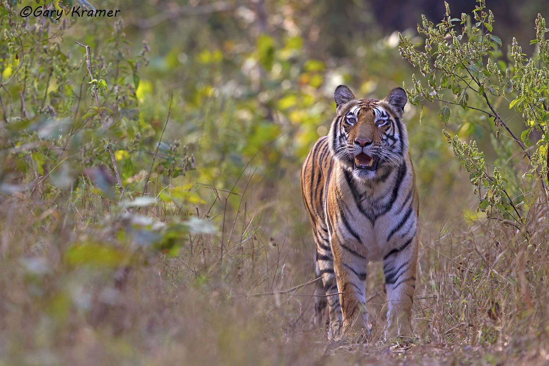 Tiger (Bengal) (Panthera tigrus tigrus) - AMTb#197d.jpg