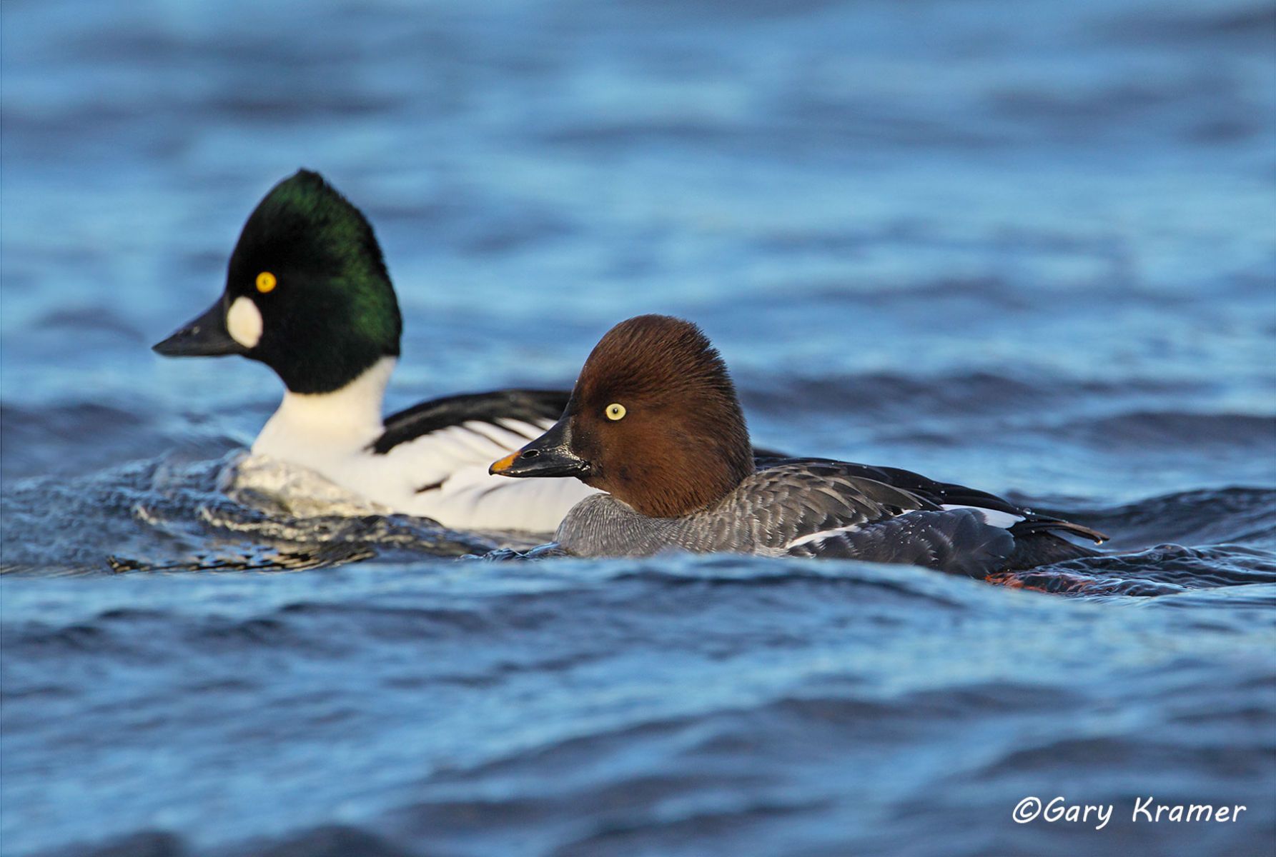 Common Goldeneye (Bucephala clangula) Common Goldeneye (Bucephala clangula) - NBWGc#276d