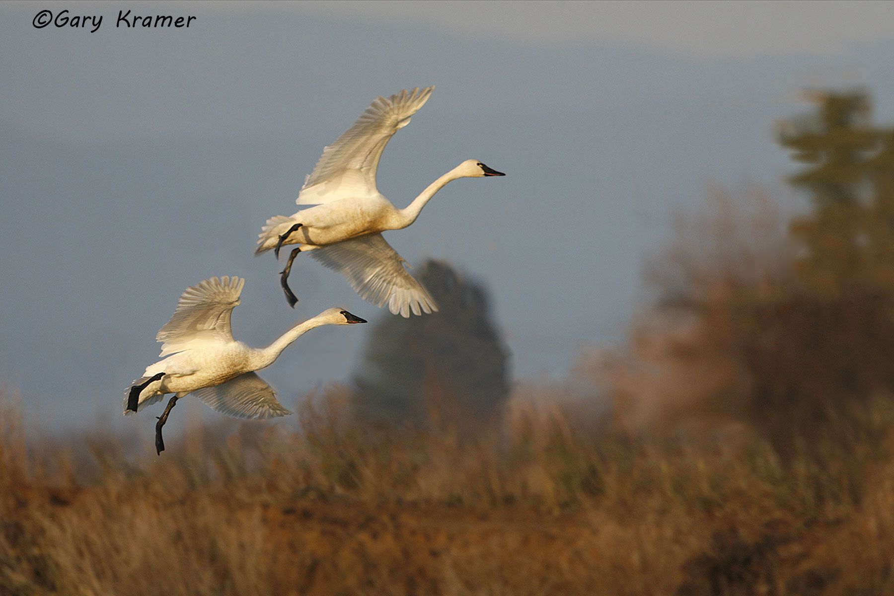 Tundra Swan (Cygnus columbianus) Tundra Swan (Cygnus columbianus) - NBWT#182d