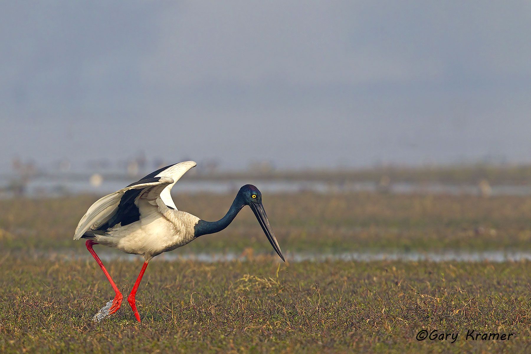 Black-necked Stork (Xenorhynchus asiaticus) Black-necked Stork (Xenorhynchus asiaticus) - IBSb#014d