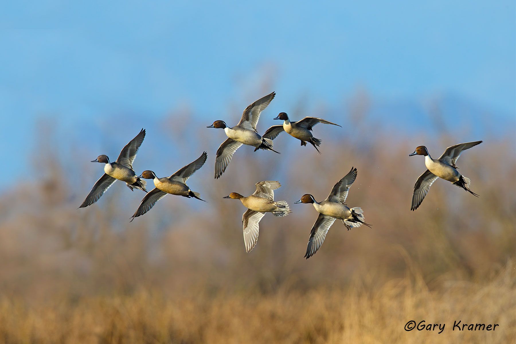 Northern Pintail (Anas acuta)  - NBWP#5431d