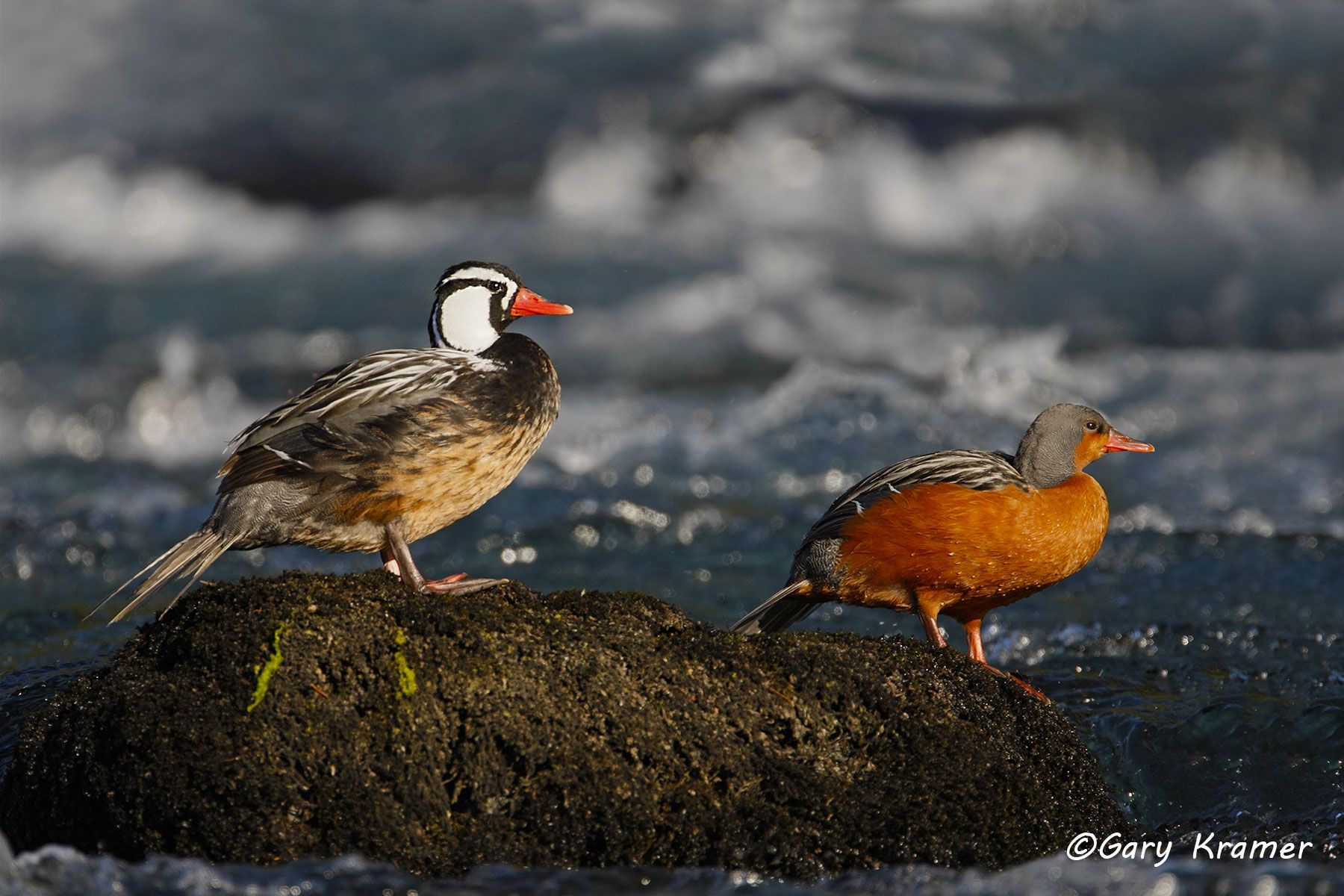 Torrent Duck (Merganetta armata) - SBWO#070d (Chile)