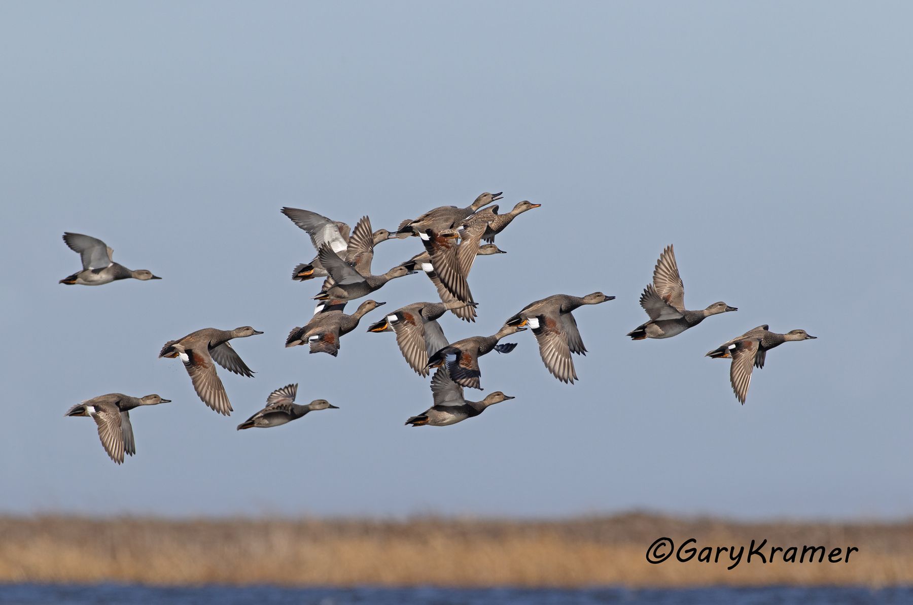 Gadwall (Anas strepera) - NBWG#2544d