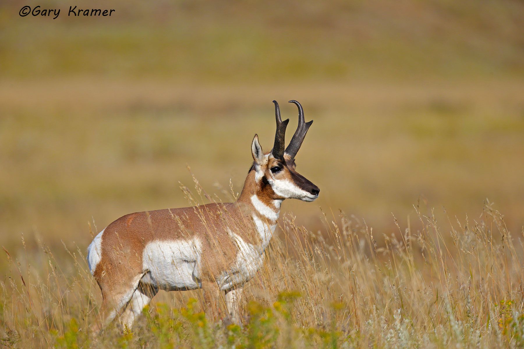 Bison - Pronghorn - Gary Kramer Photographer / Writer