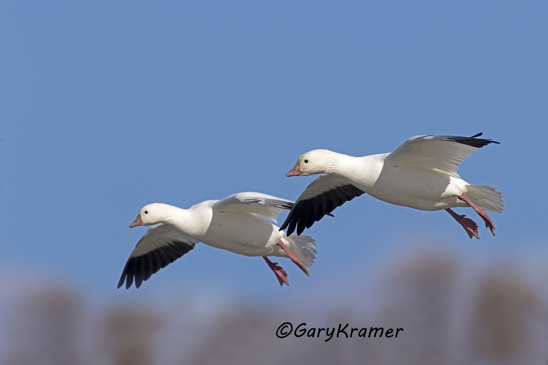 Ross's Goose (Chen rossii) - NBWRg#1490d
