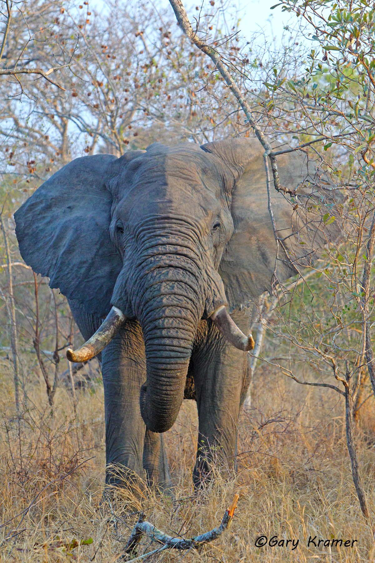 African Elephant (Loxodonta africana) African Elephant (Loxodonta africana) - AME#919d