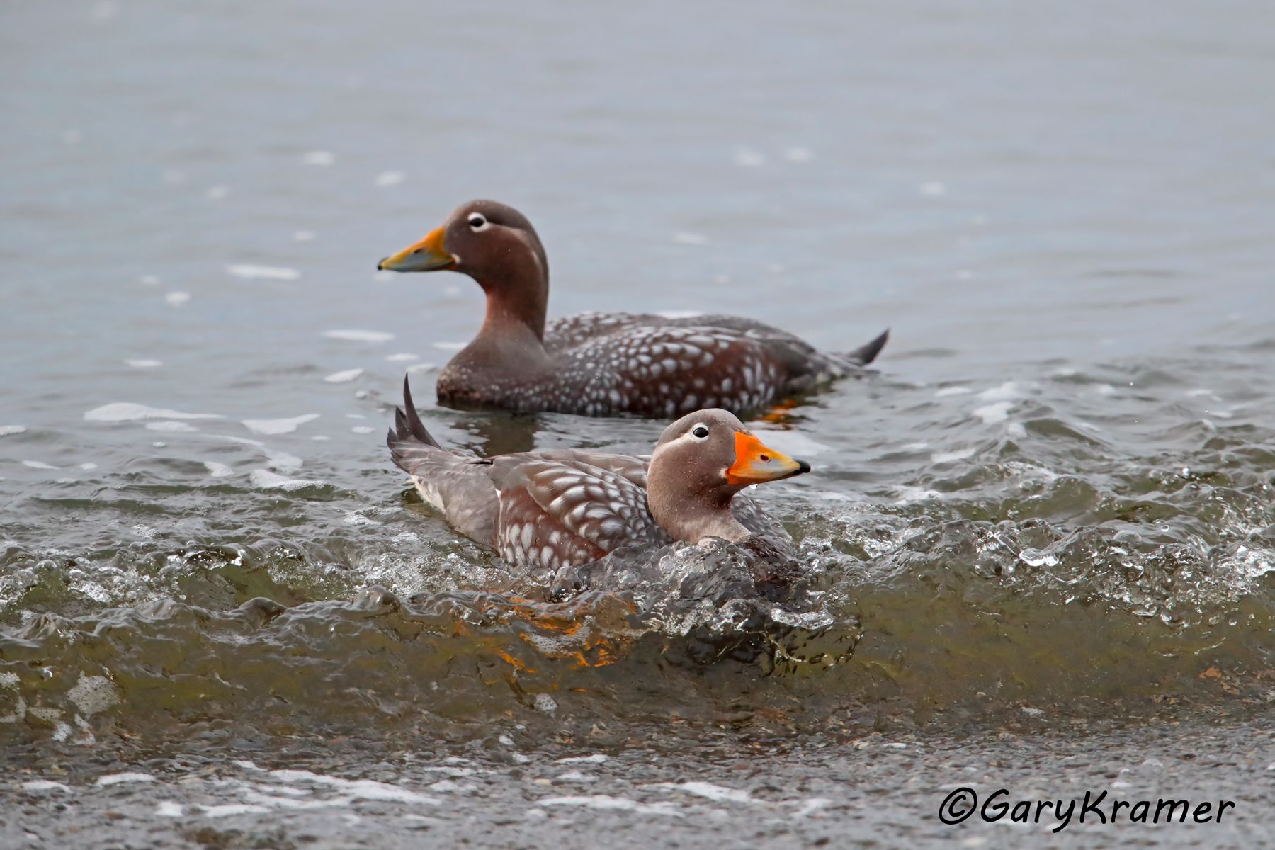 Flying Steamer Duck (Tachyeres patachonicus) - SBWSy#374d (Chile)