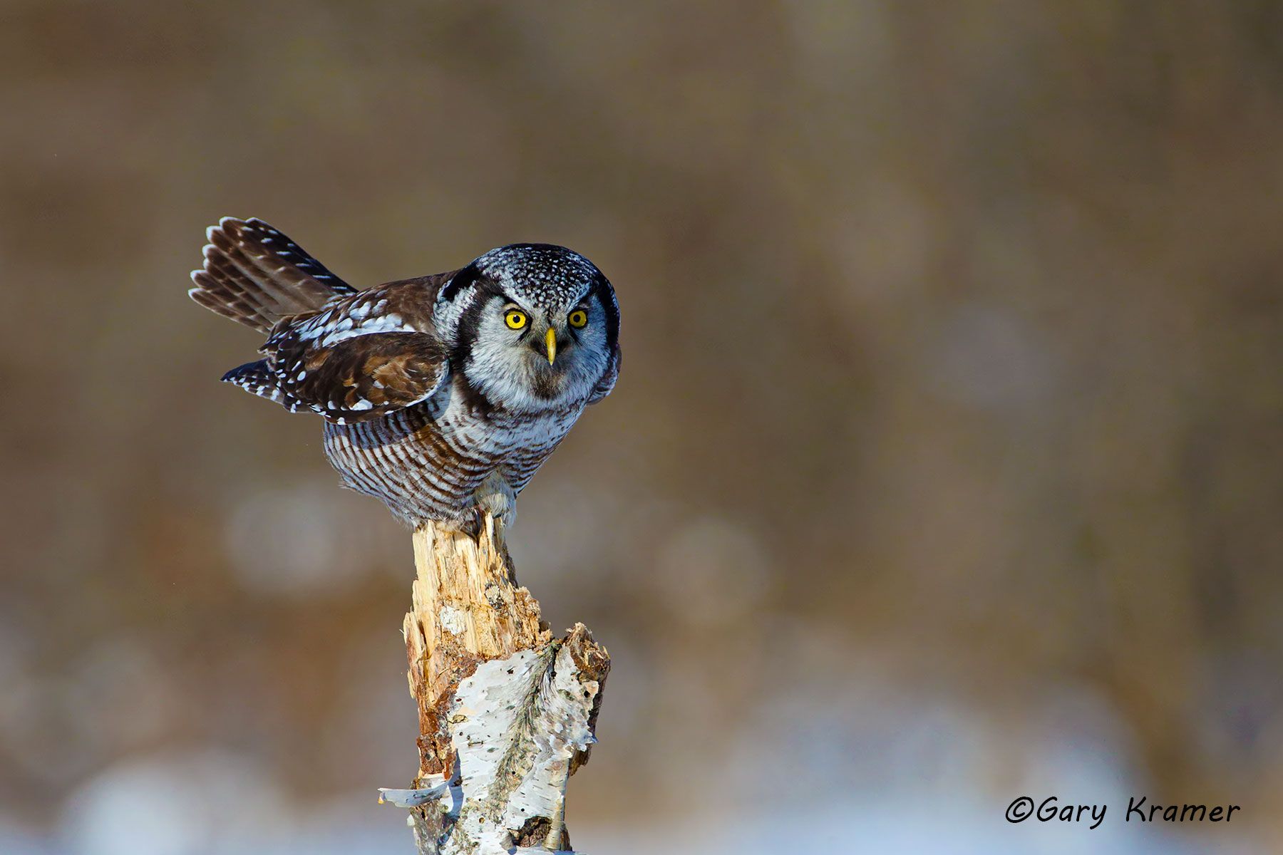 Northern Hawk Owl (Surnia ulula) - NBON#014d
