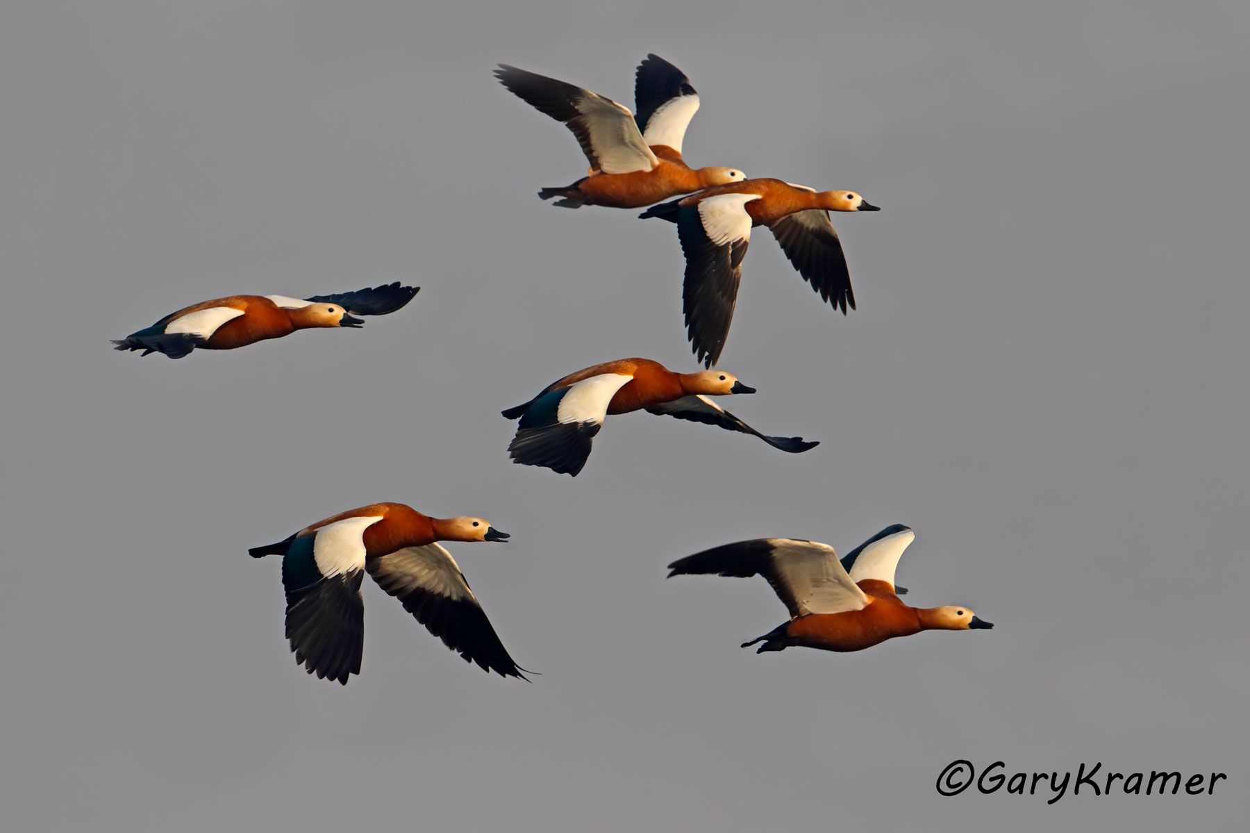 Ruddy Shelduck (Tadorna ferruginea)  Ruddy Shelduck (Tadorna ferruginea) EBWSr#095d(2)