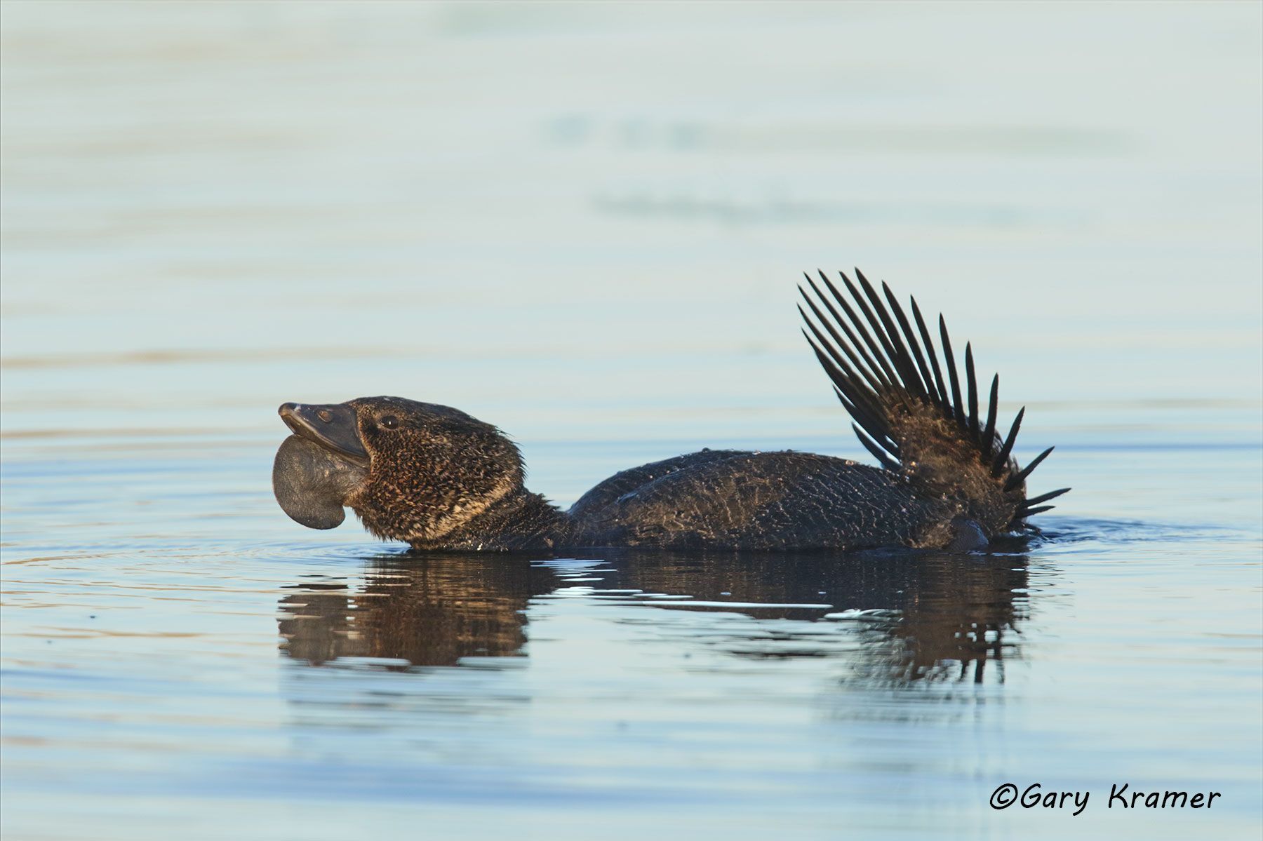Musk Duck (Biziura lobata) Australia - OBWDm#023d