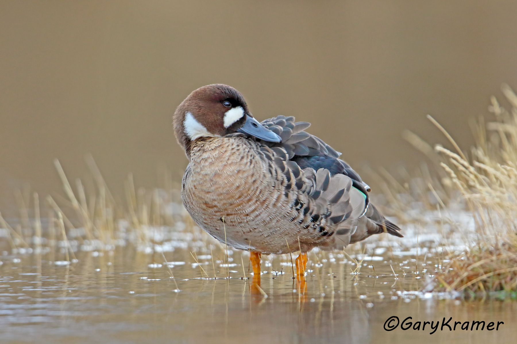Bronze-winged Duck (Speculanas specularis) - SBWBw#494d (Chile)