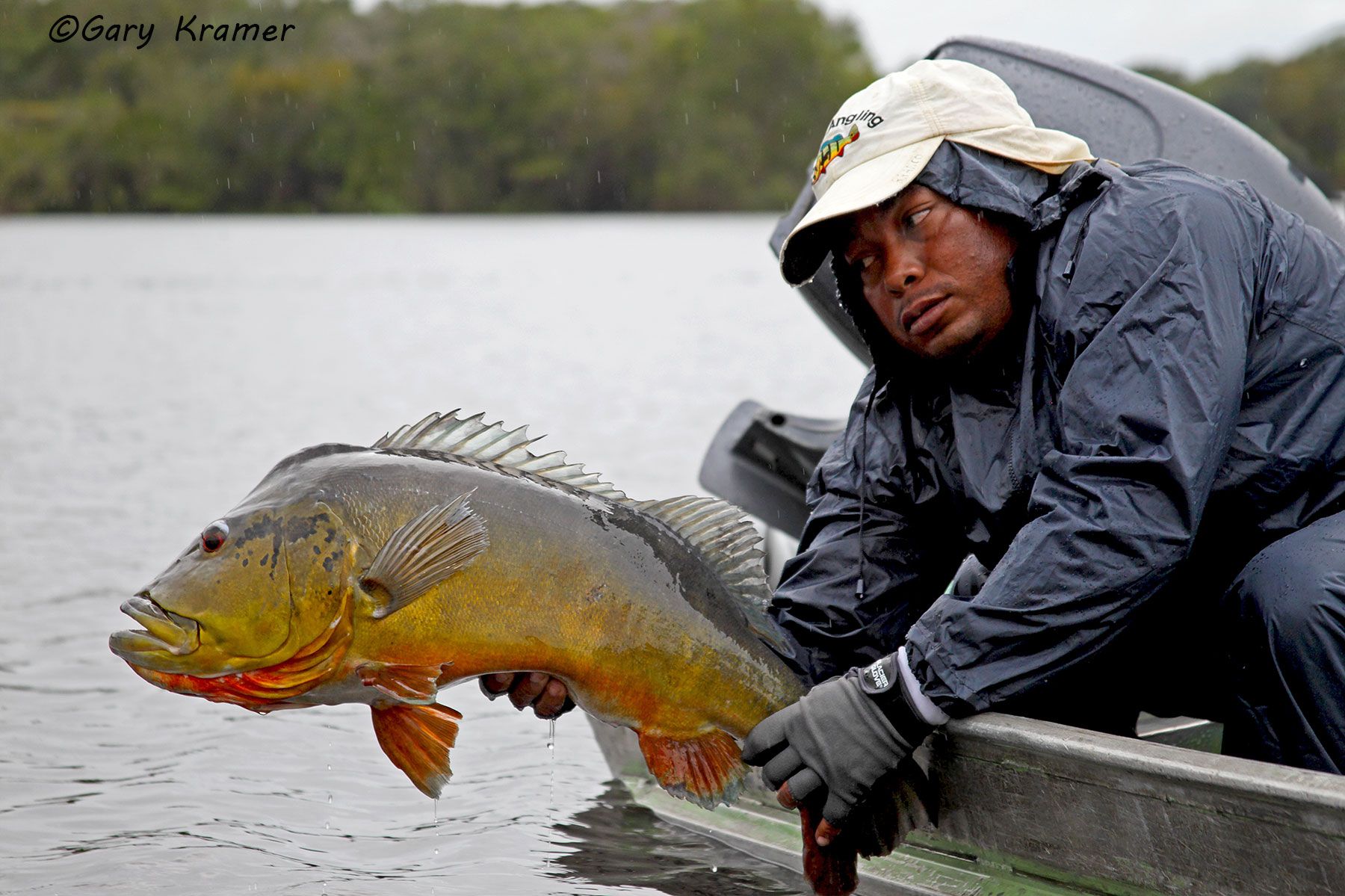 Guide releasing a Peacock Bass Guide releasing a Peacock Bass, Brazil - SFPr#004d