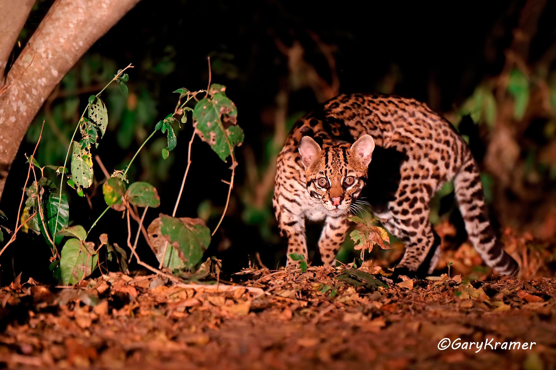 Ocelot (Leopardus pardalis) Ocelot (Leopardus pardalis) - SMLo#057d