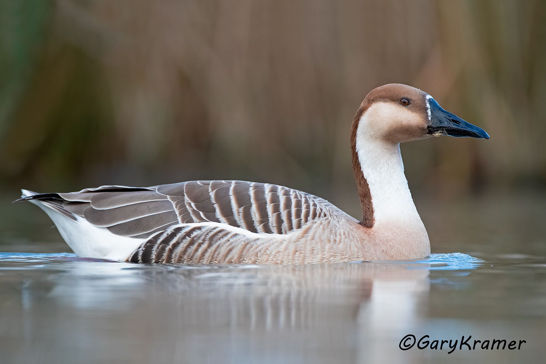Swan Goose (Anser cygnoides)  Swan Goose (Anser cygnoides) - EBWGs#589d