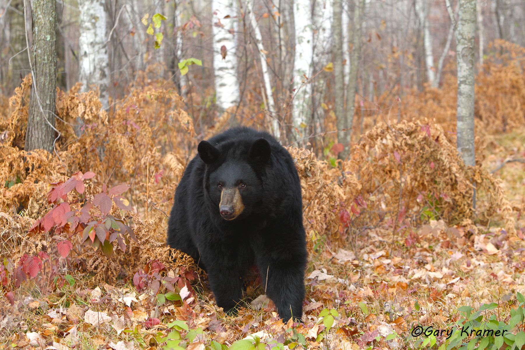 Black Bear (Urusus americanus) Manitoba by GaryKramer.net, 530-934-3873, gkramer@cwo.com Black Bear (Urusus americanus) - NMBb#784d