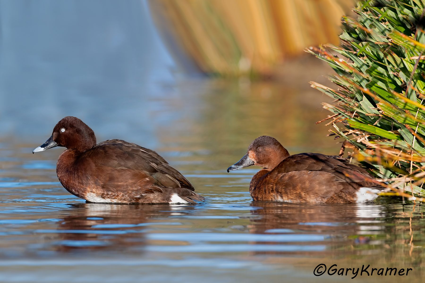 Hardhead (Aythya australis)  Hardhead (Aythya australis) - OBWH#105d(2)