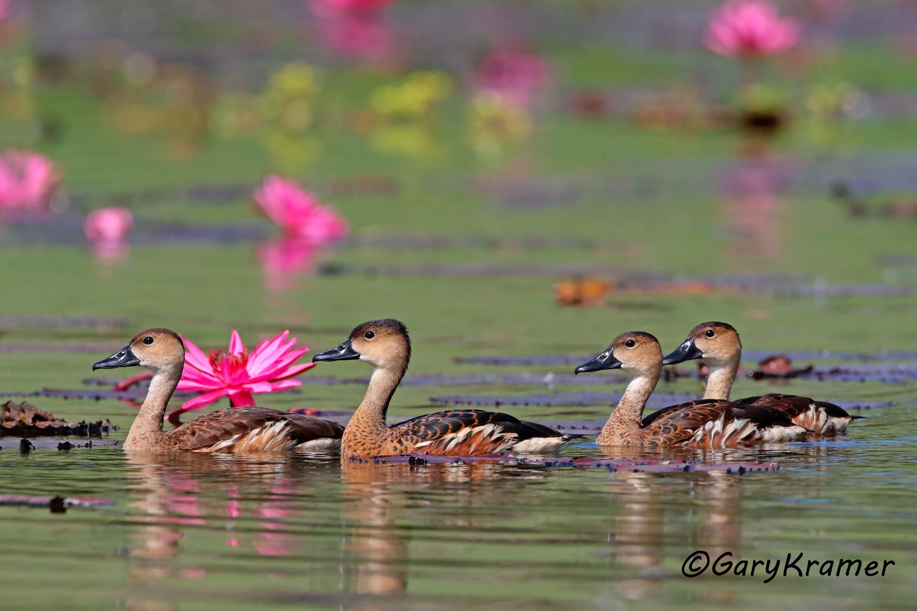 Wandering Whistling Duck (Dendrocygna arcuata)  Wandering Whistling Duck (Dendrocygna arcuata) - OBWW#213d