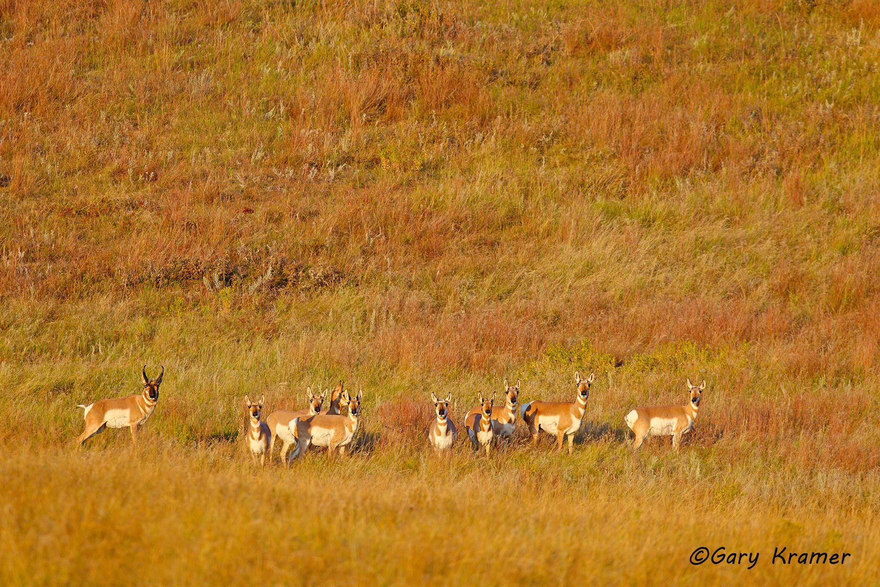 Pronghorn (Antilocapra americana) - NMP#635d