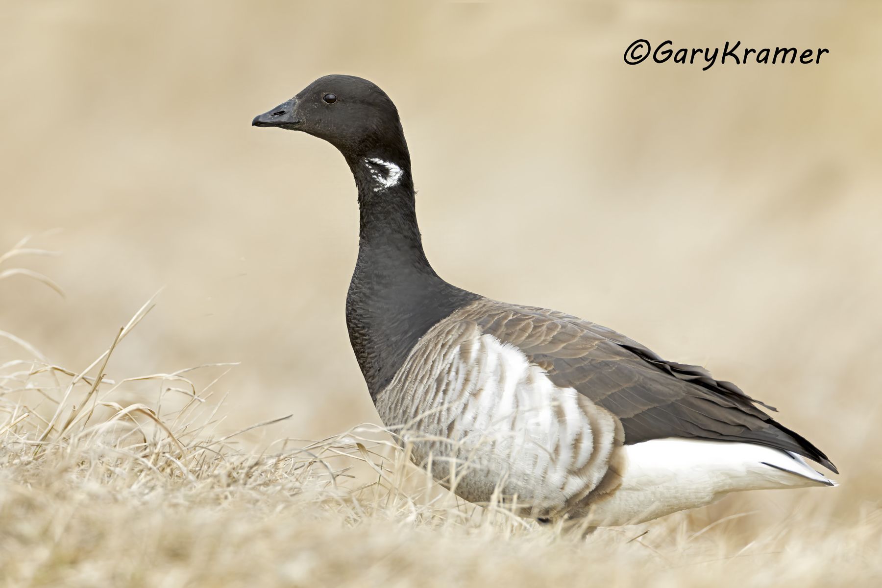 Light-bellied Brant (Atlantic) (Branta bernicla hrota) - NBWBa#767d