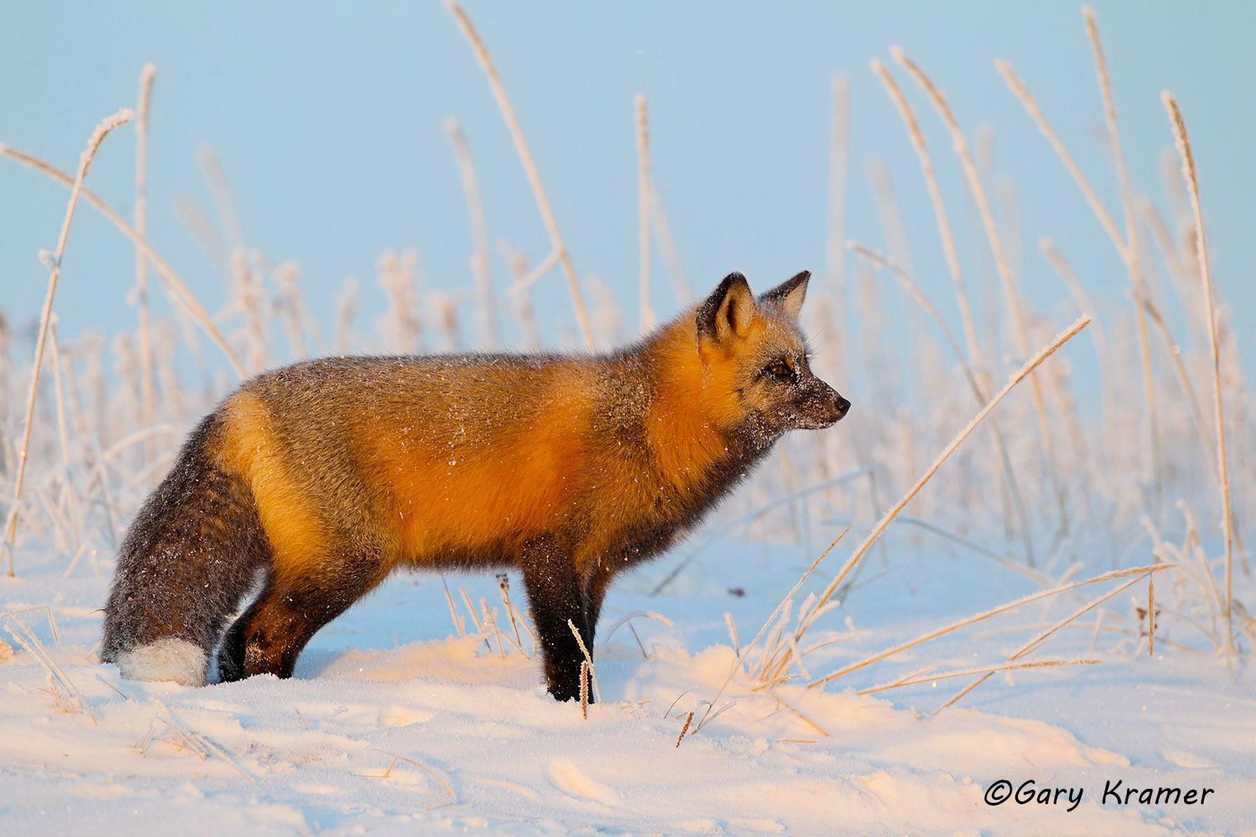 Red Fox (Cross Phase) (Vulpes fulva) - NMFc#173d