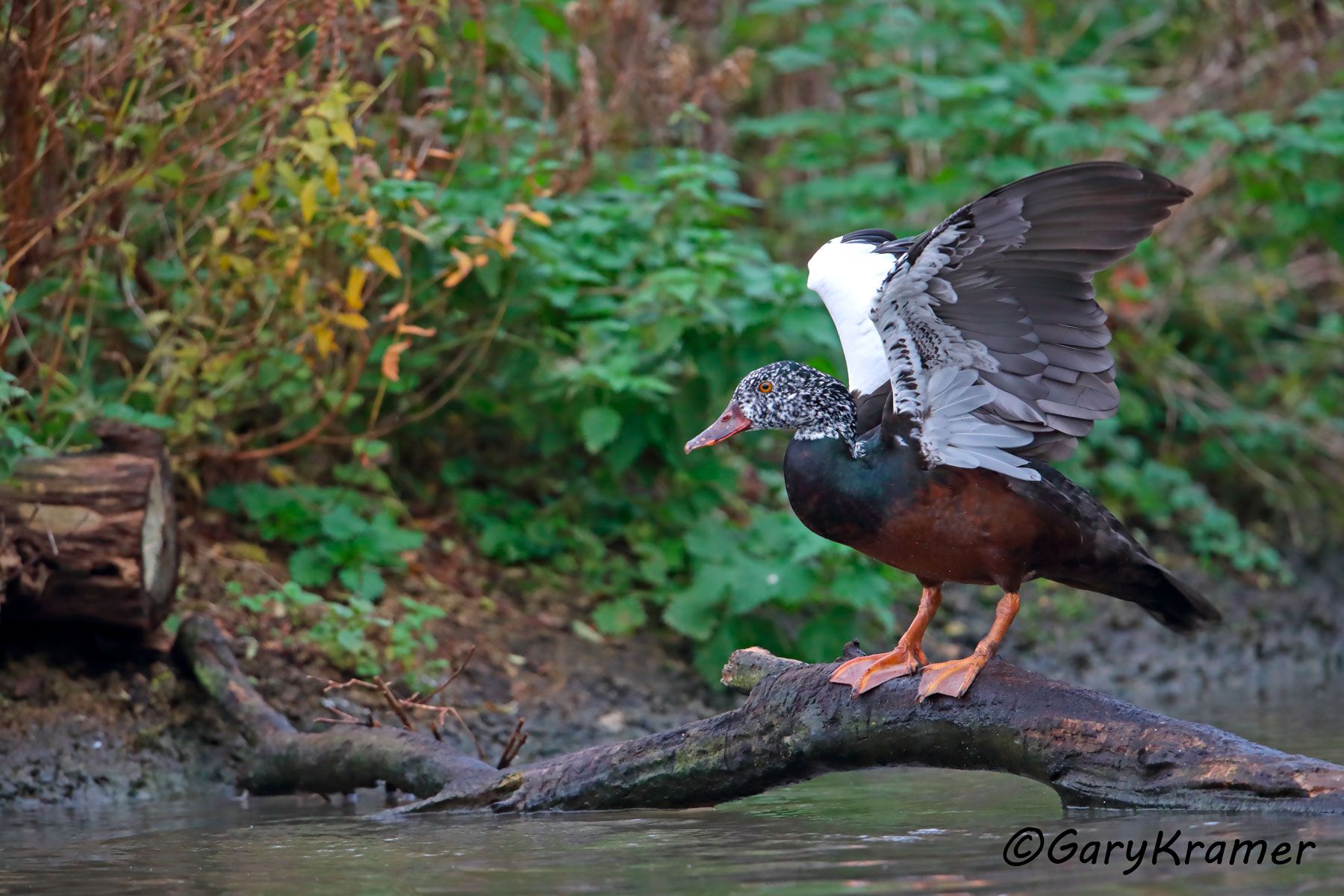 White-winged Duck (Asarcornis scutulata)  White-winged  Duck (Asarcornis scutulata) - EBWAs#021d