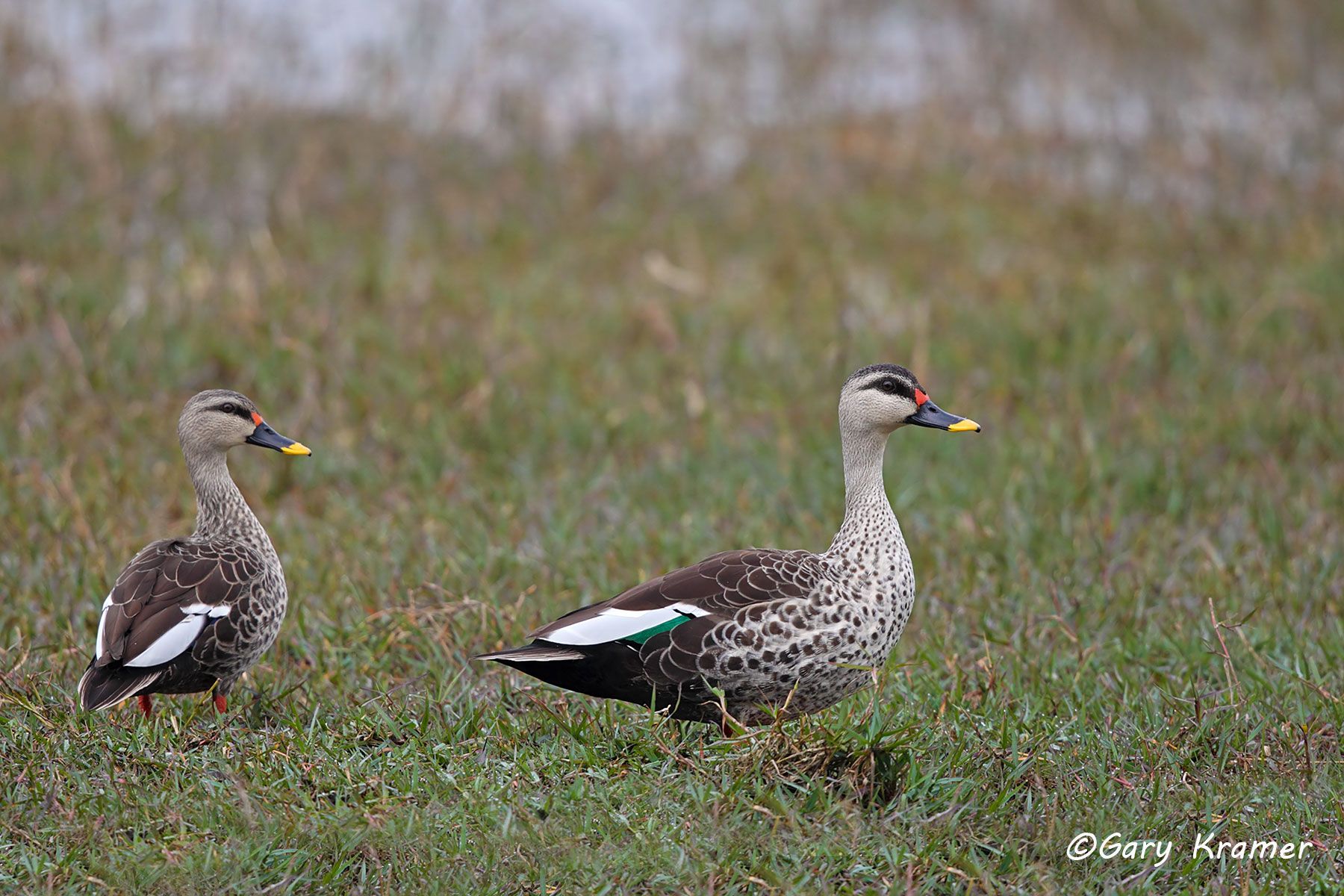 Spot-billed Duck (Anas poecilorhyncha) India - EBWB#026d