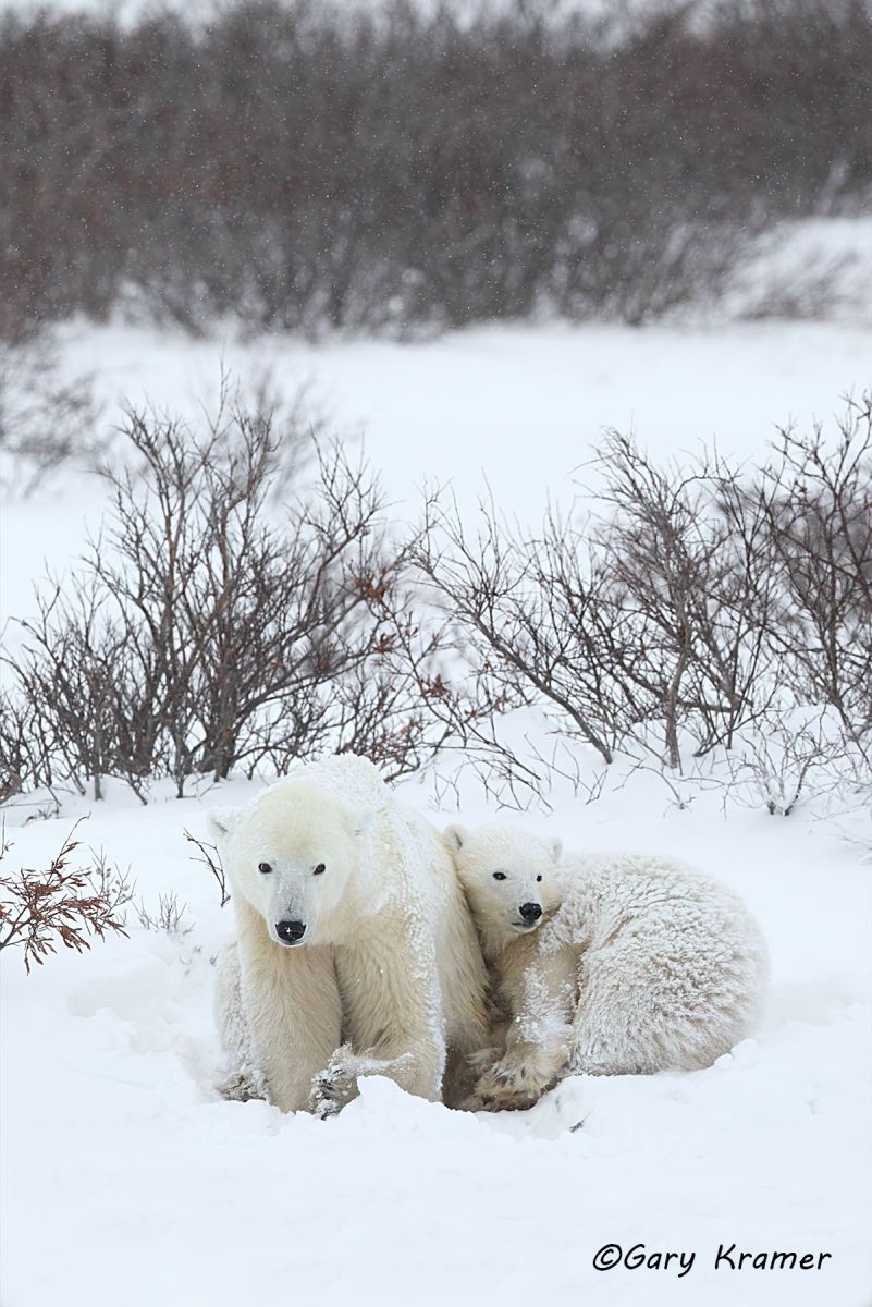 Polar Bear (Thalarctos maritinus) by GaryKramer.net, 530-934-3873, gkramer@cwo.com Polar Bear (Thalarctos maritinus) - NMBP#444d