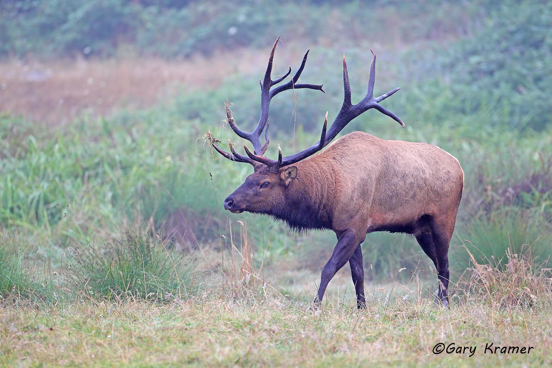 Roosevelt's Elk (Cervus elaphus roosevelti) - NMERo#353d