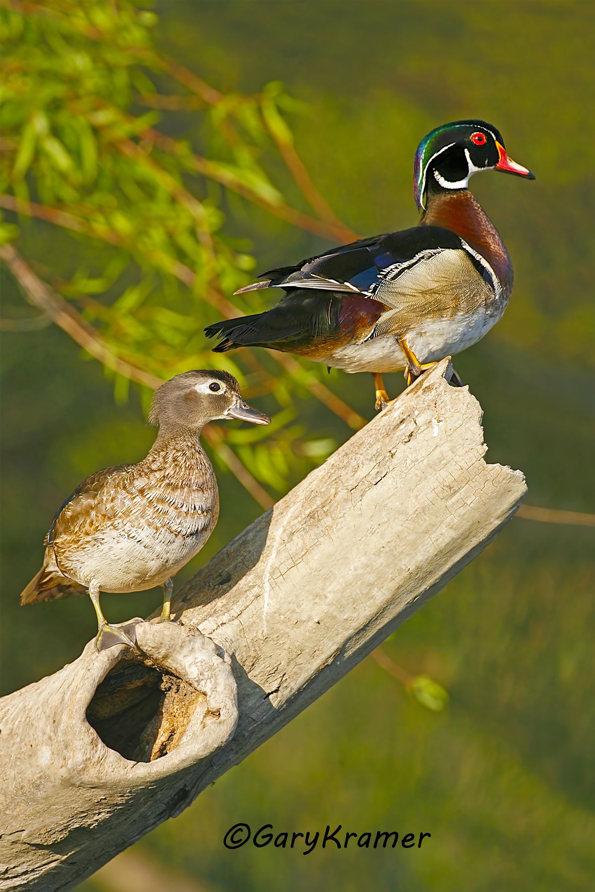Wood Duck (Aix sponsa) - NBWWd#420d