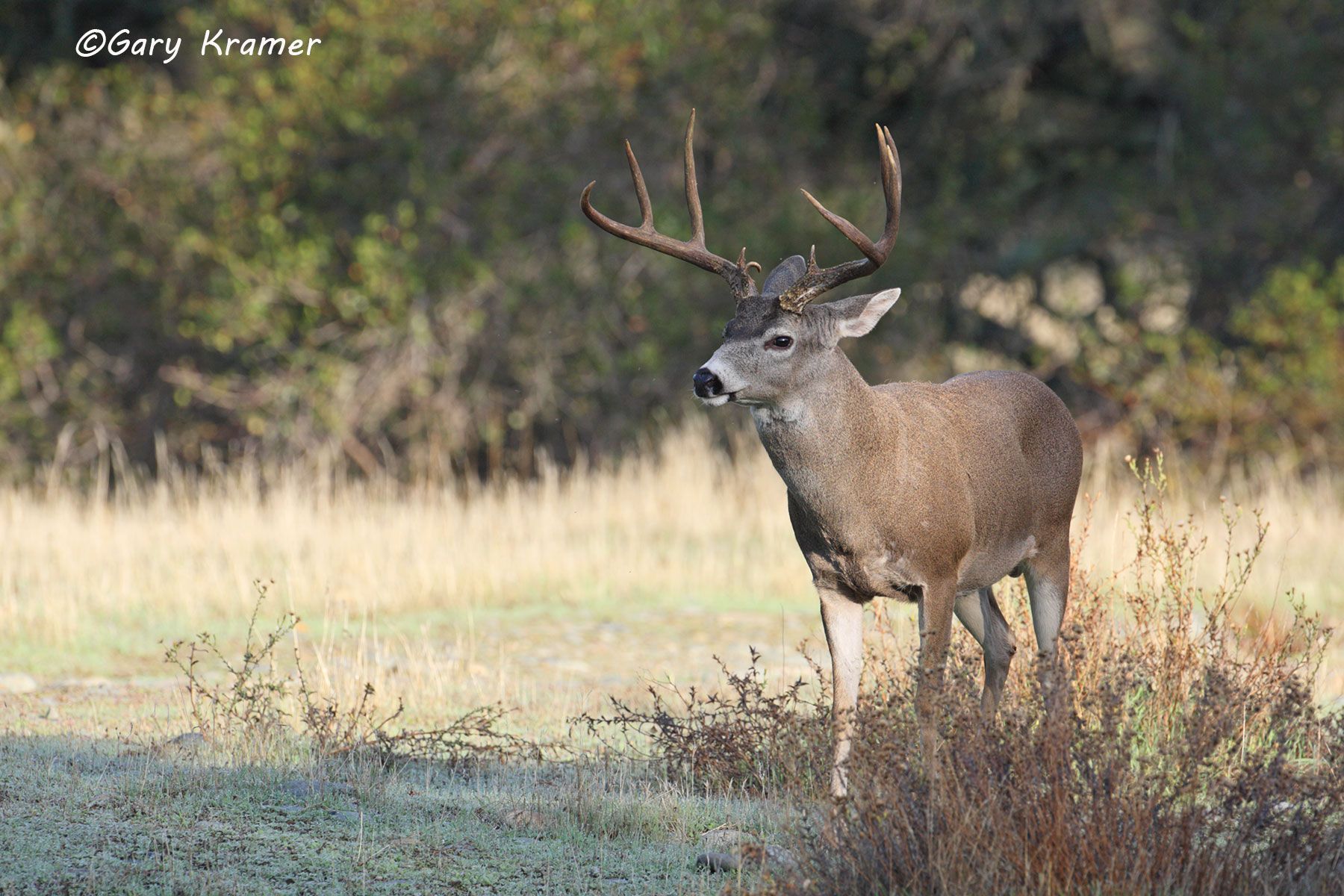 Black-tailed Deer (Odocoileus hemionus columbianus) by GaryKramer.net, 530-934-3873, gkramer@cwo.com Black-tailed Deer (Odocoileus h. columbianus) - NMDB#377d