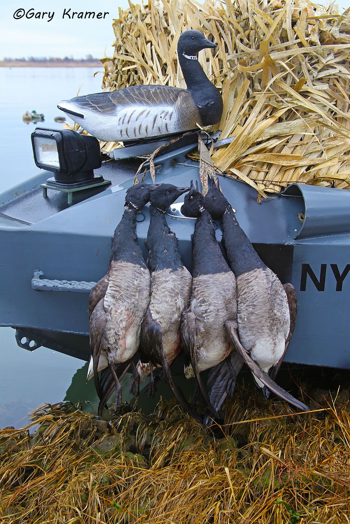 Atlantic Brant in the bag - NHBab#113d