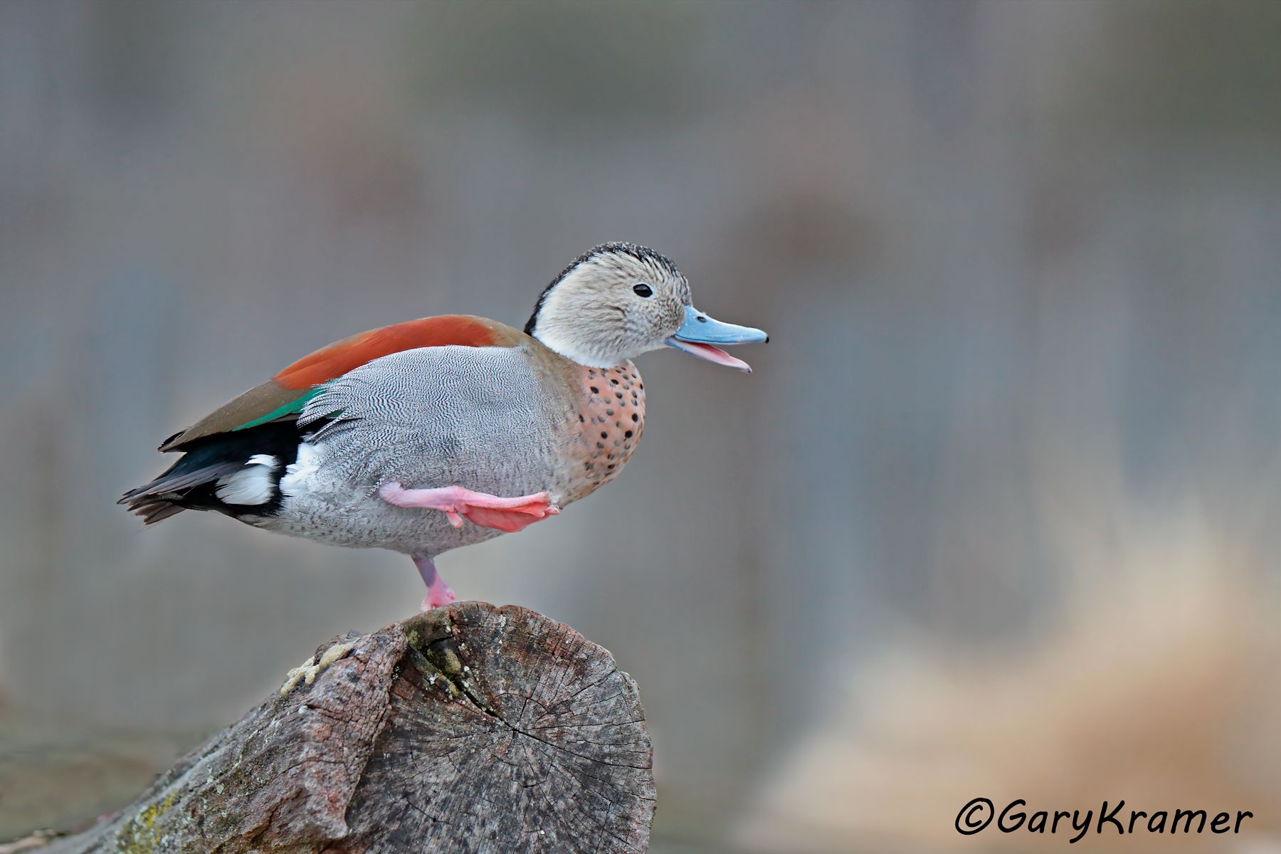 Ringed Teal (Callonetta leucophrys) - SBWT#340d (Argentina)