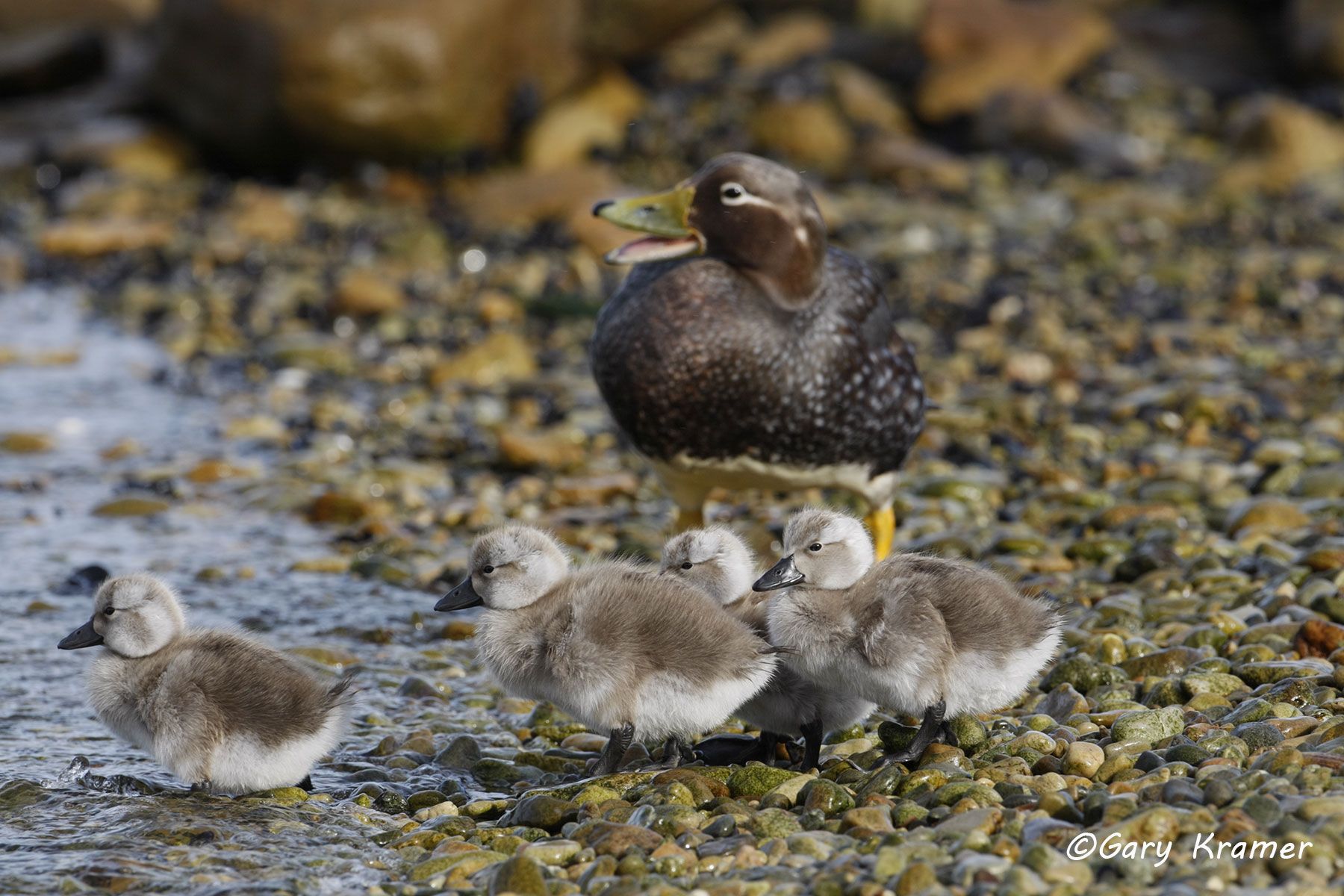 Falklands Steamer Duck (Tachyeres brachypterus) - SBWSf#044d (Falkland Islands) 