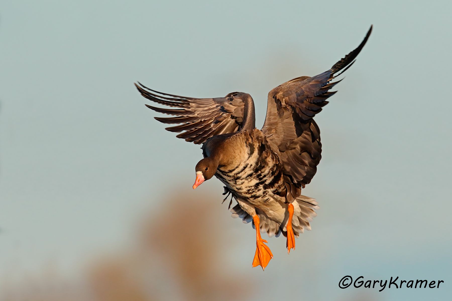 White-fronted Goose (Anser albifrons) - NBWWf#2019d