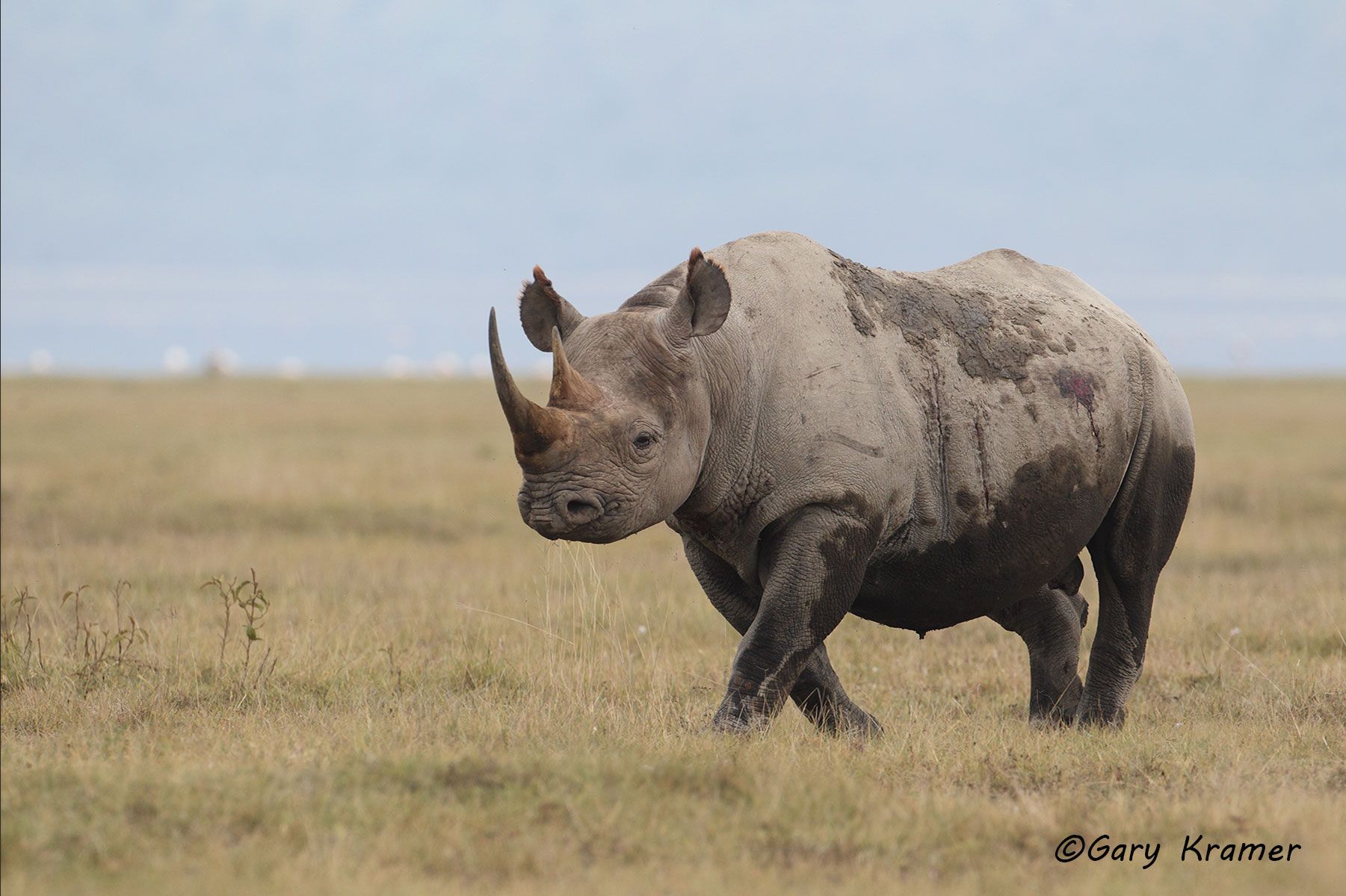 Black Rhinoceros (Diceros bicornis) Black Rhinoceros (Diceros bicornis) - AMRb#276d
