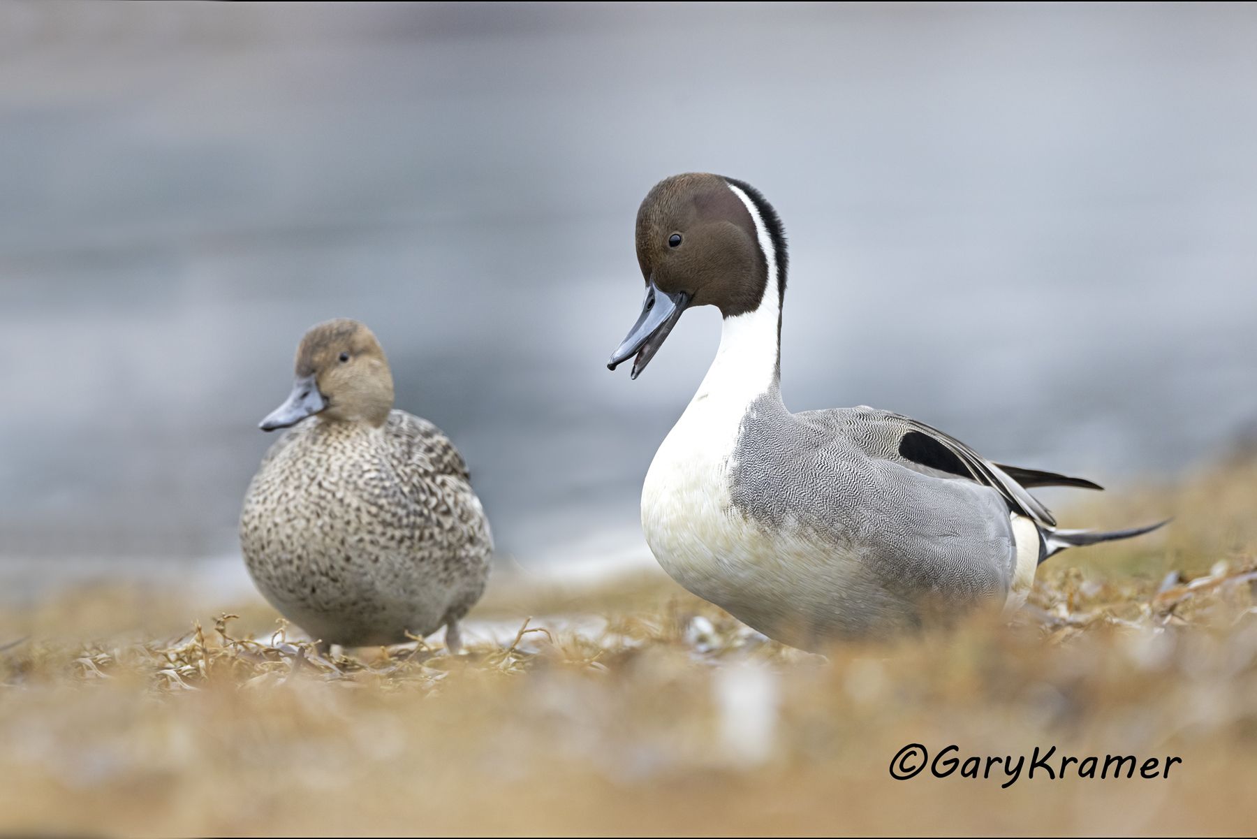 Northern Pintail (Anas acuta) - NBWP(c)#019d