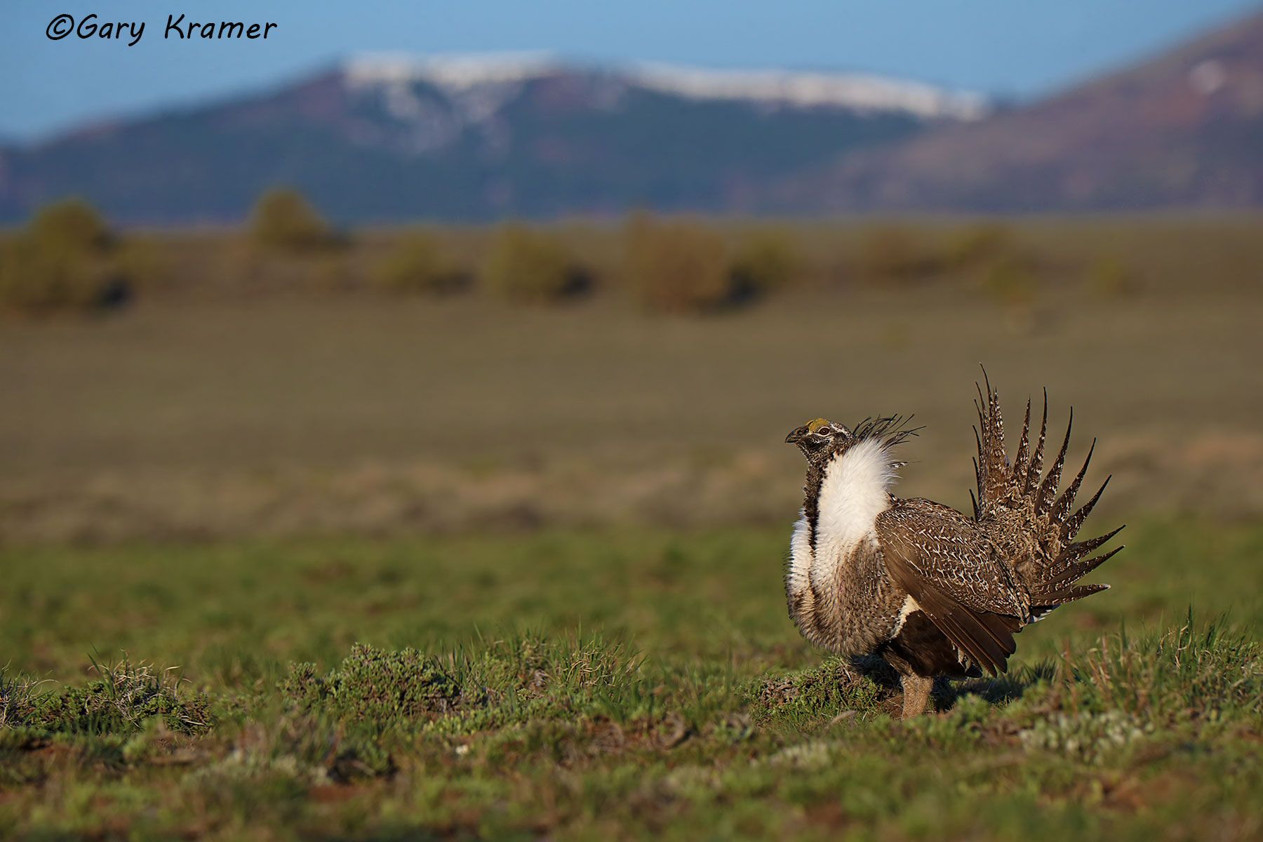 Greater Sage Grouse (Centrocercus urophasianus) - NBGGs#1793d