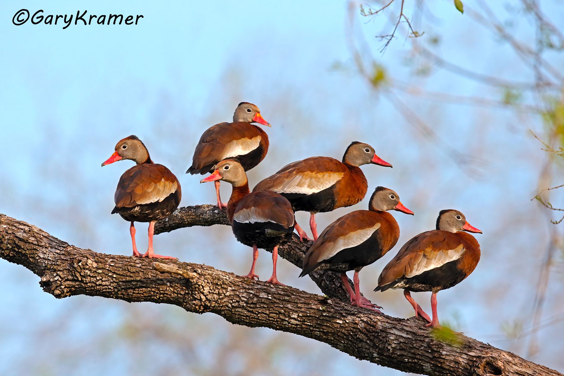 Black-bellied Whistling Duck (Dendrocygna autumnalis) - NBWBbw#405d
