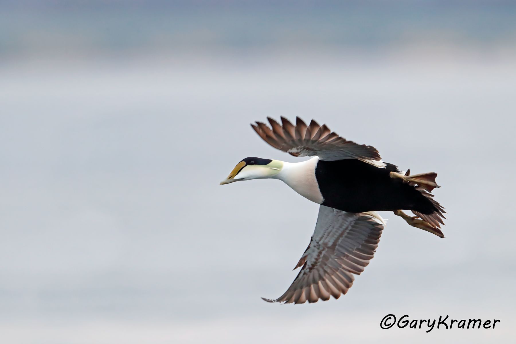 Common Eider (American)  (Somateria mollissima) Common Eider (American) (Somateria mollissima)- NBWE#294d