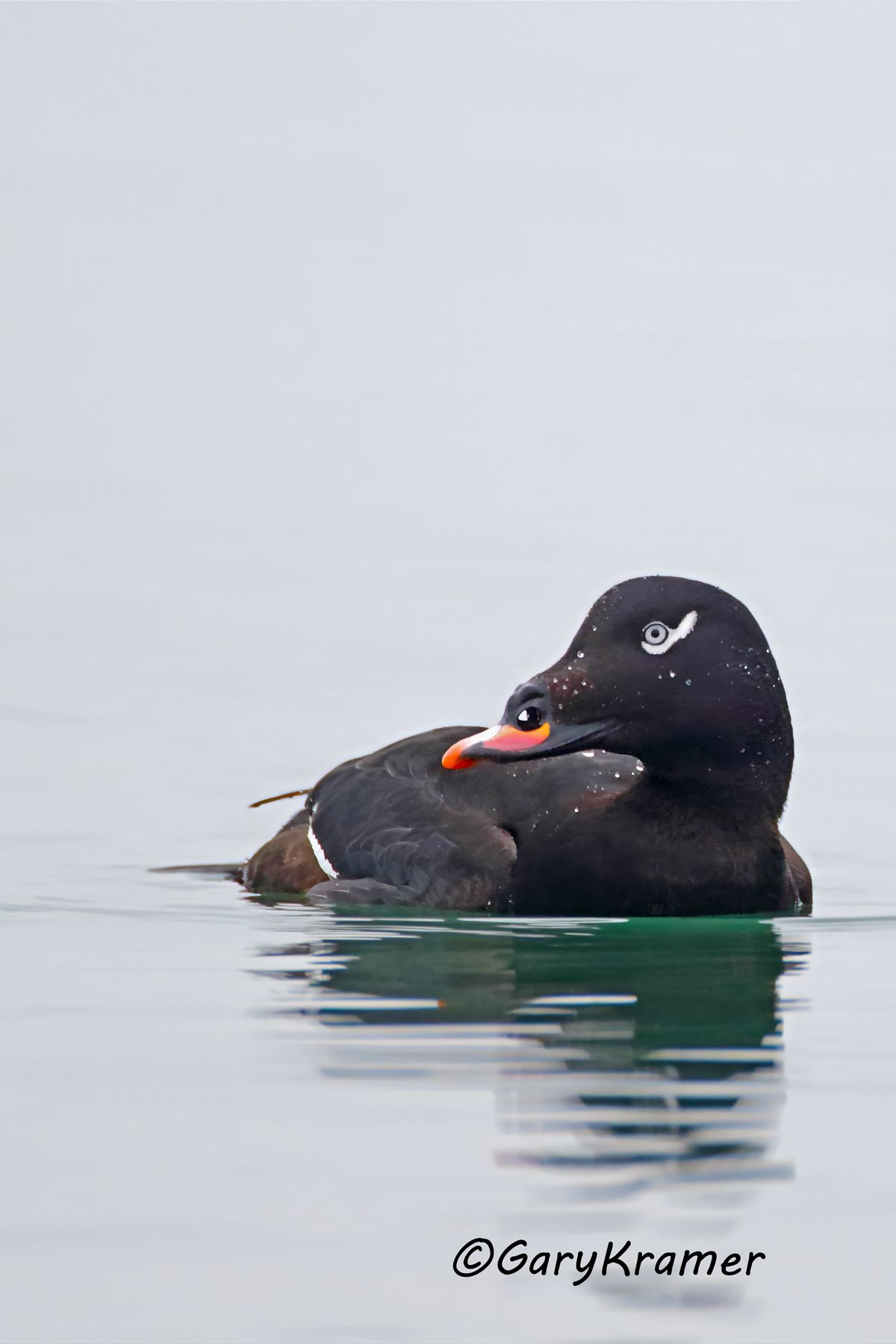 White-winged Scoter (Melanitta fusca) - NBWSw#094d(2)