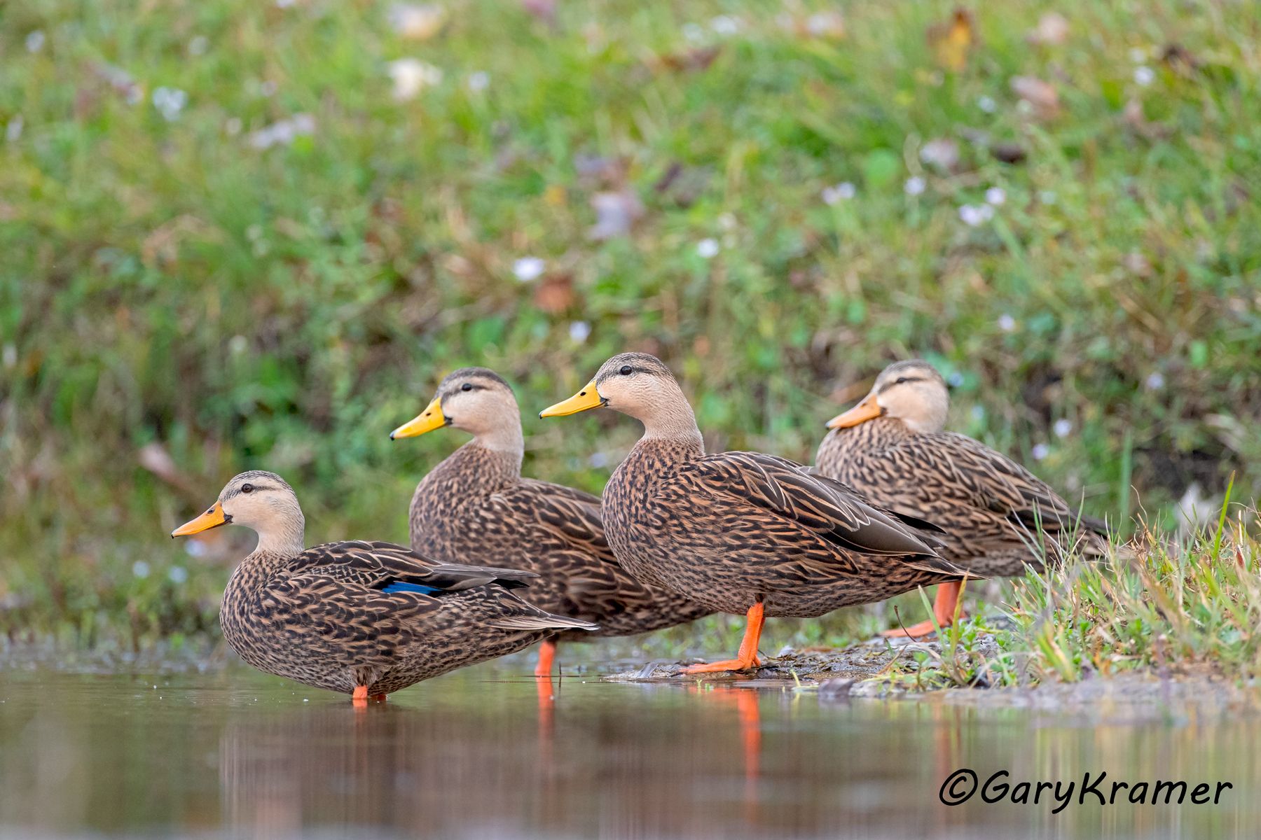 Mottled Duck (Anas fulvigula) Mottled Duck (Anas fulvigula) - NBWMo#276d(2)