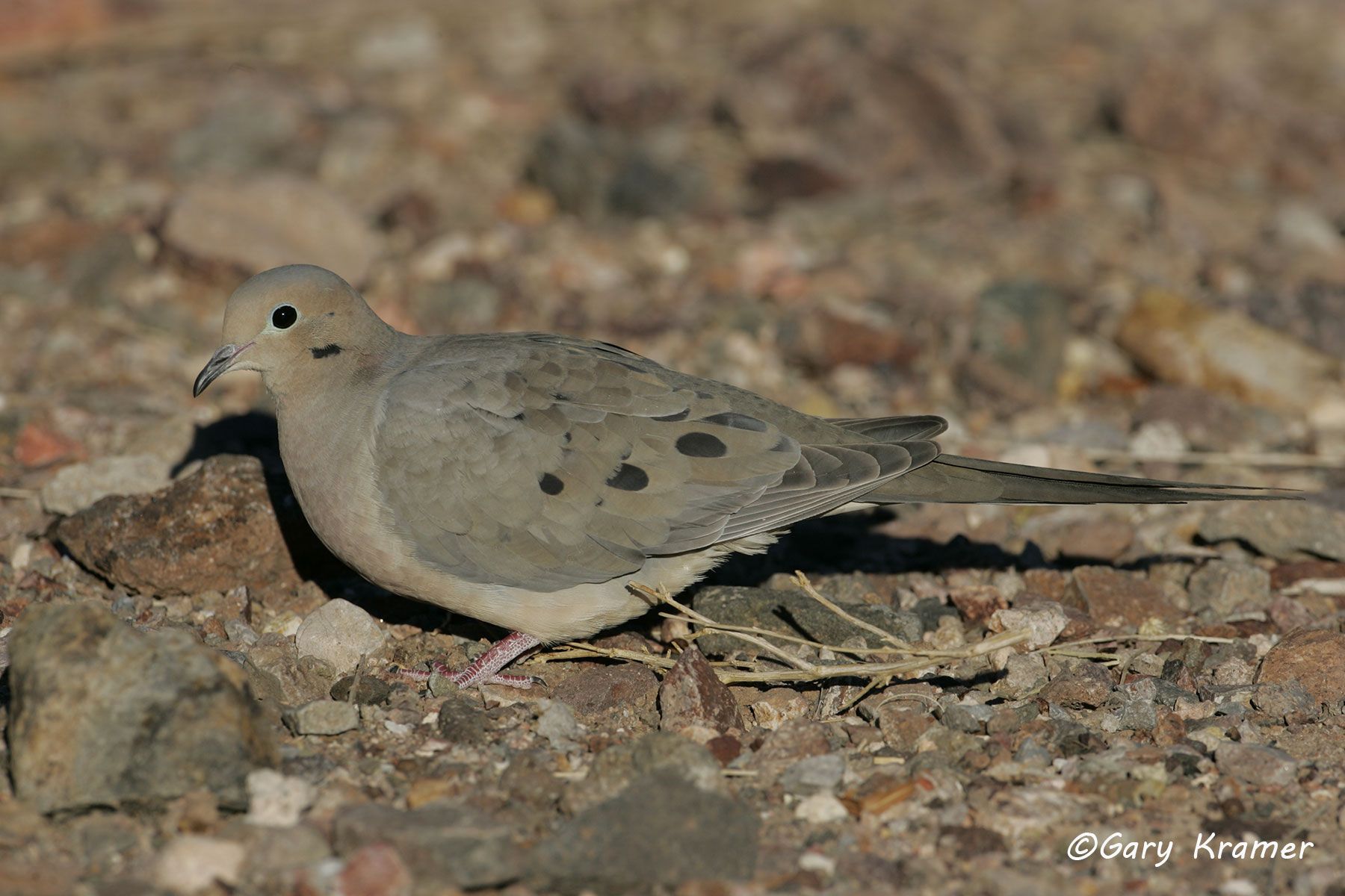 Mourning Dove (Zenaida macroura) - NBDM#295d
